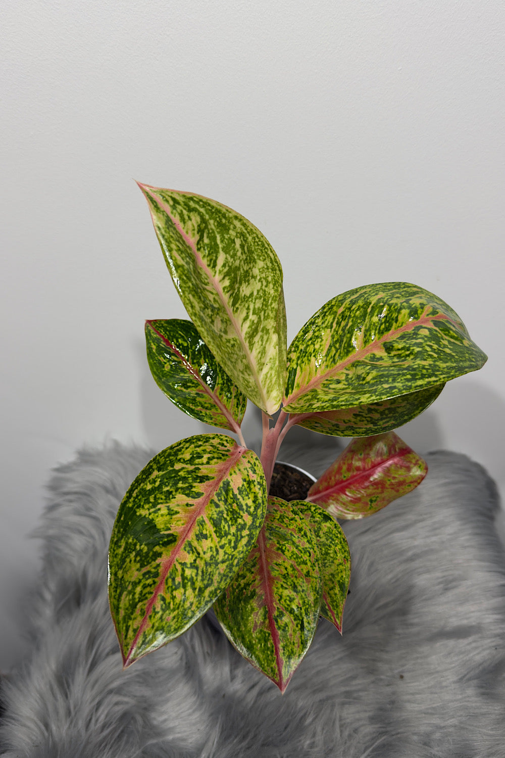 Aglaonema 12