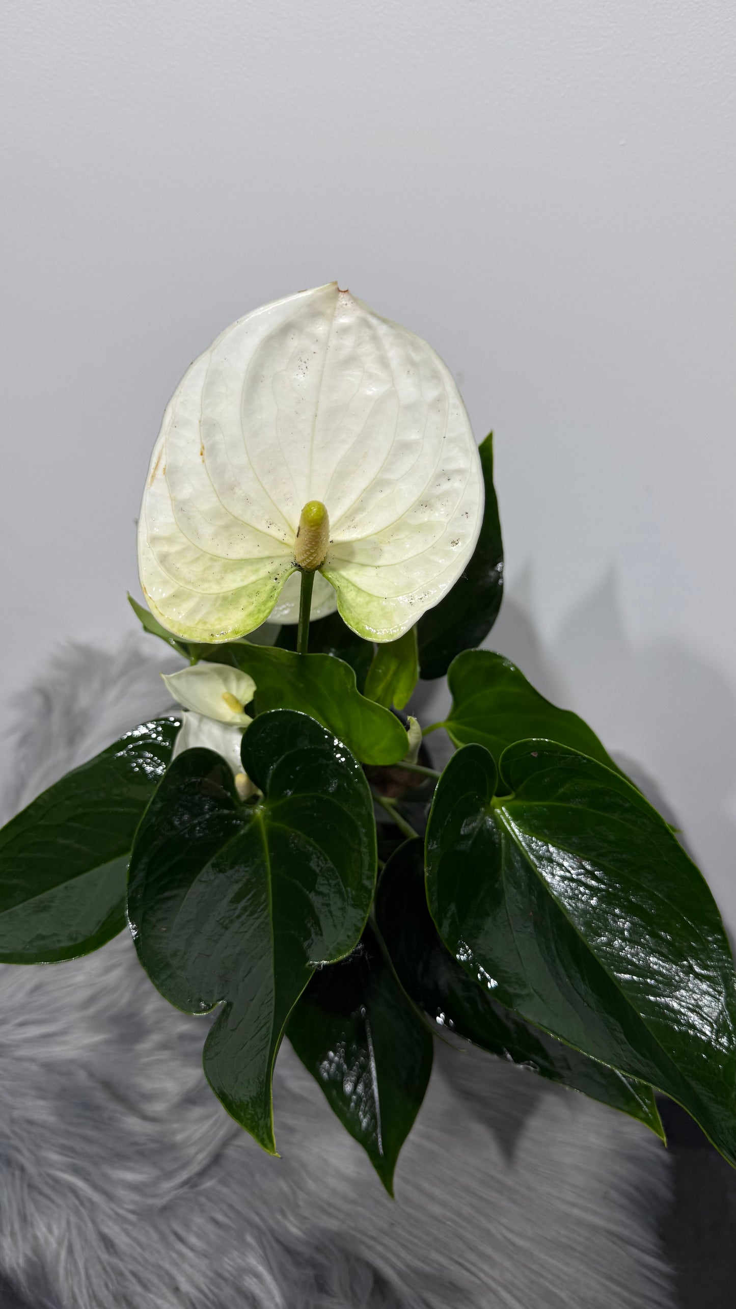 Anthurium White