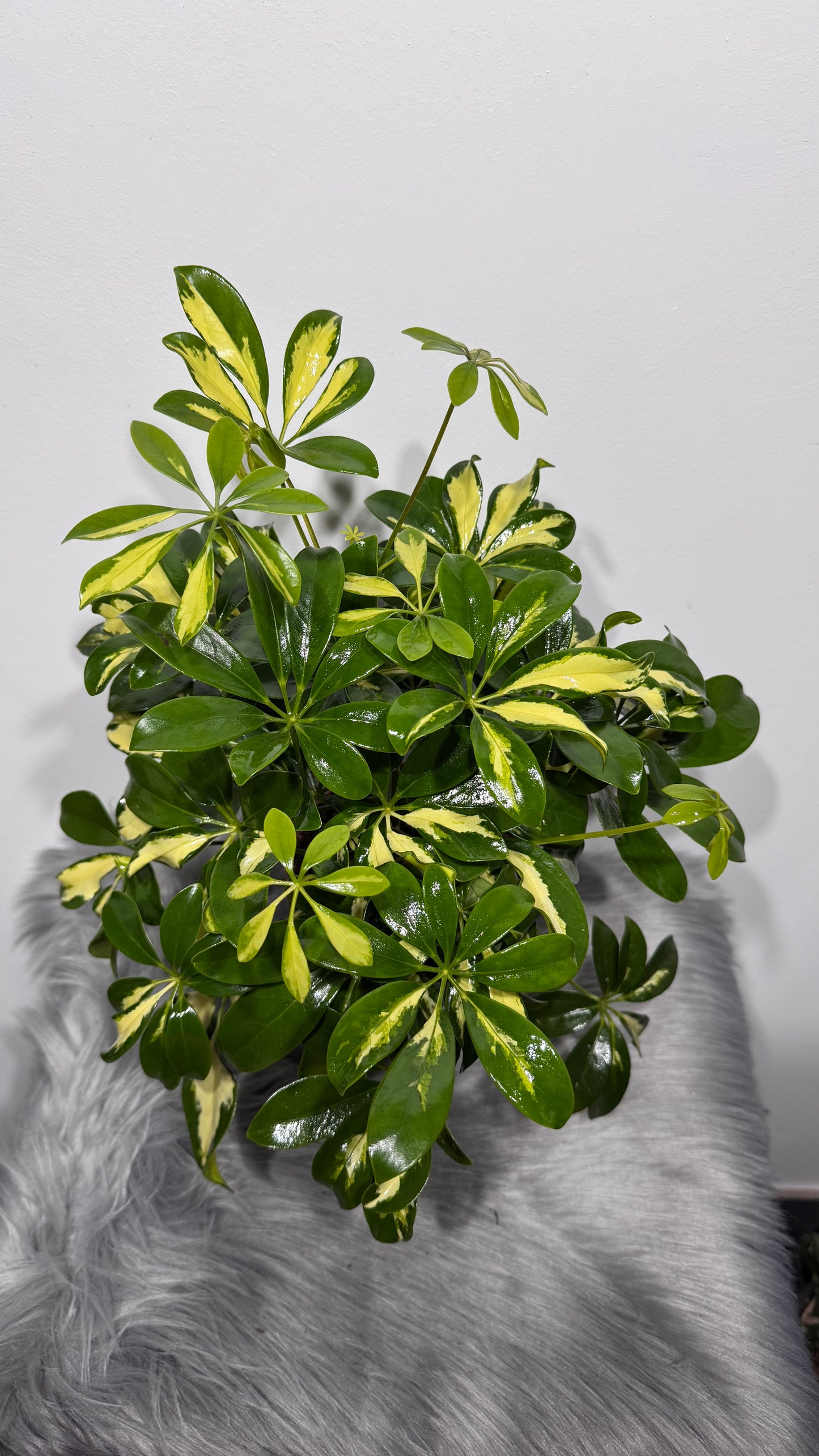 Schefflera 2