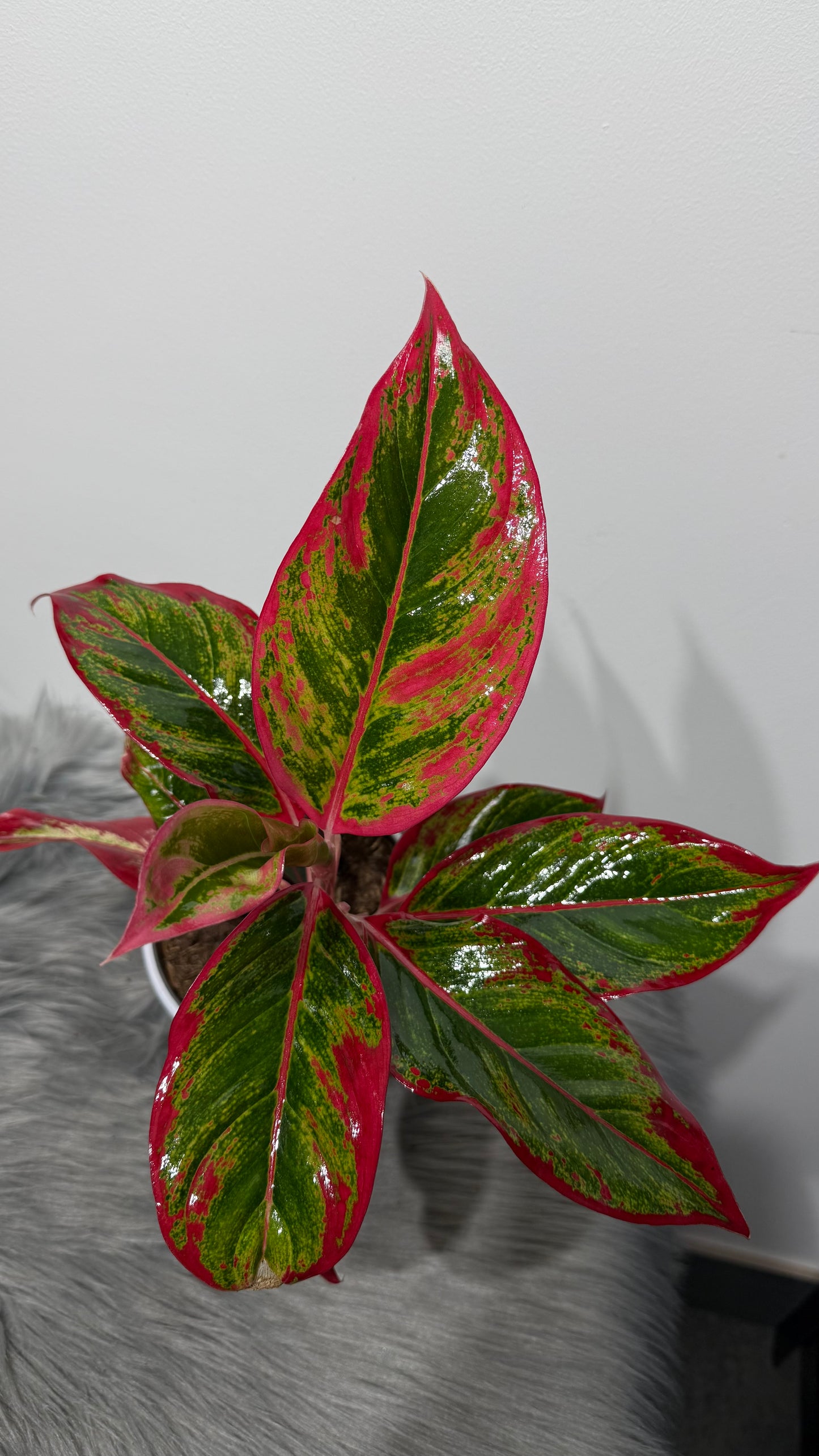 Aglaonema 11