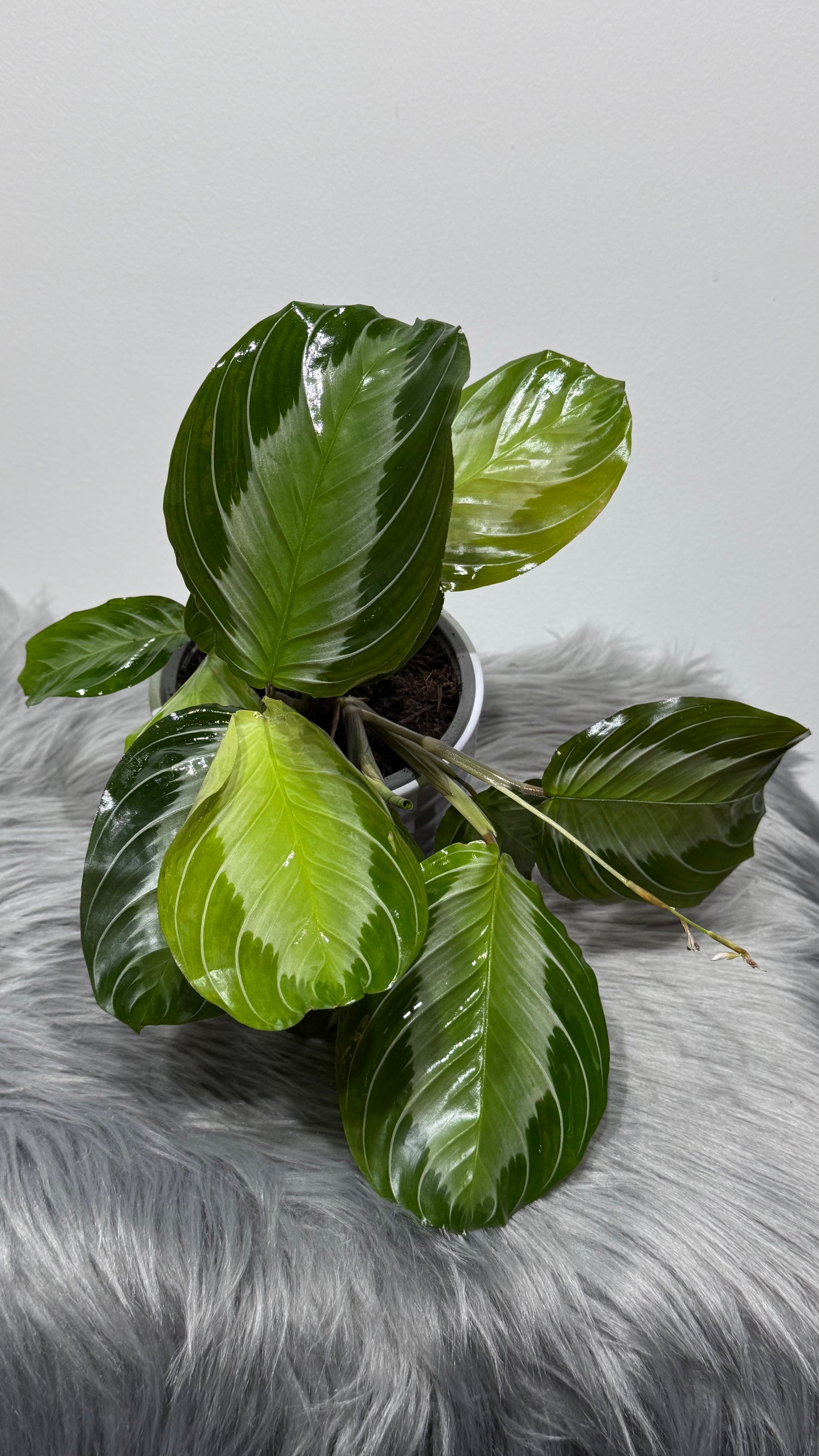 Maranta Silver