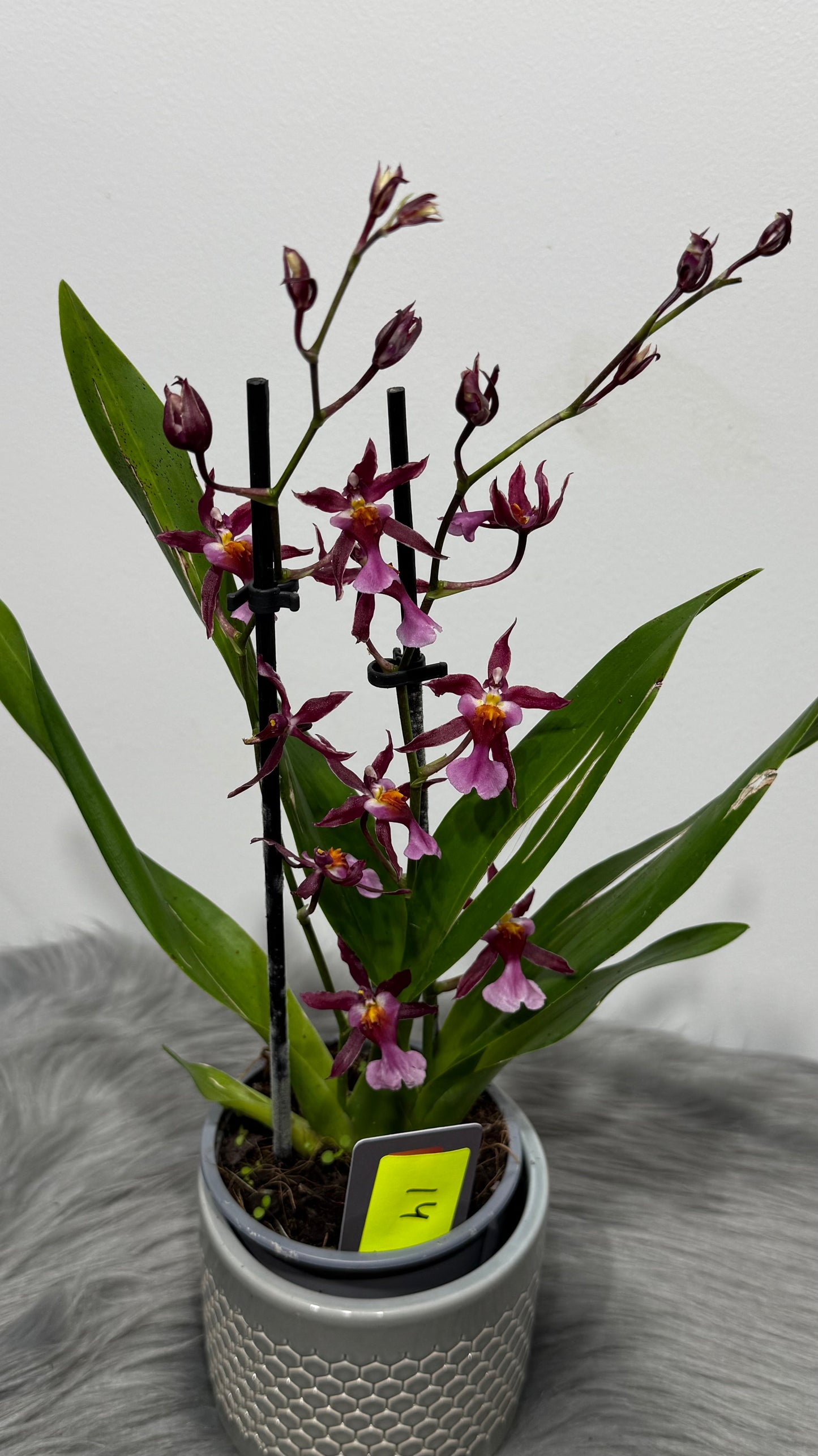 Orhideja Cambria 14
