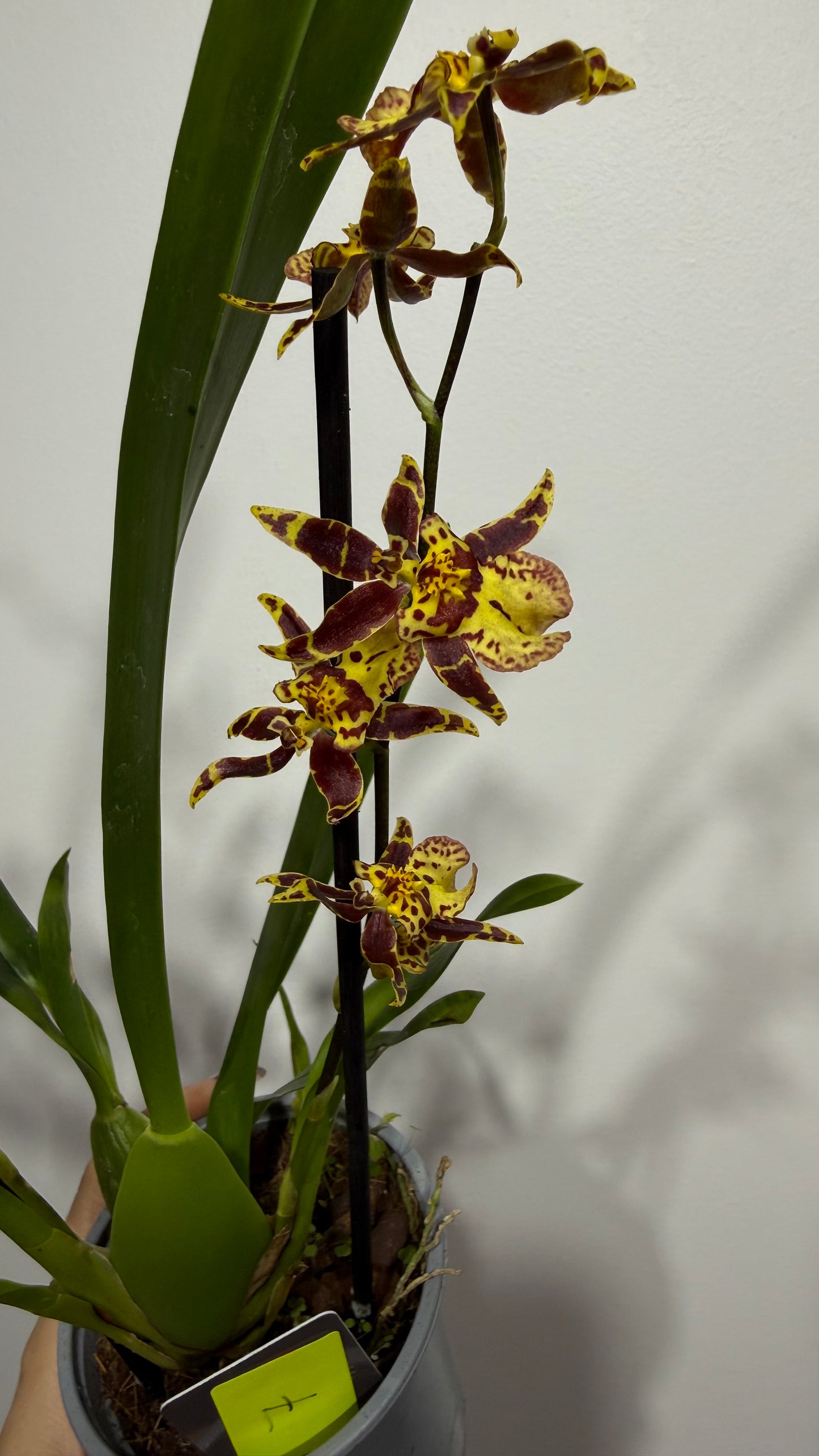 Orhideja Cambria 7