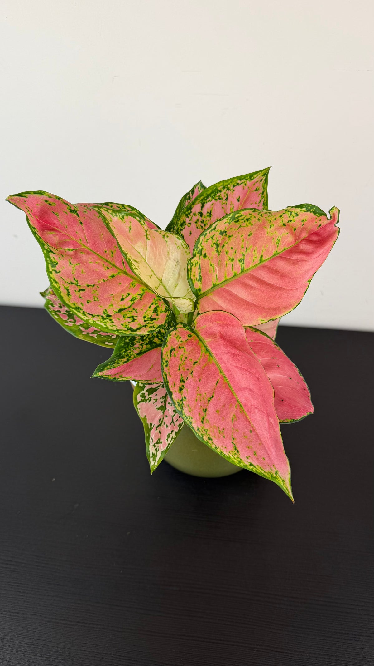 Aglaonema 4