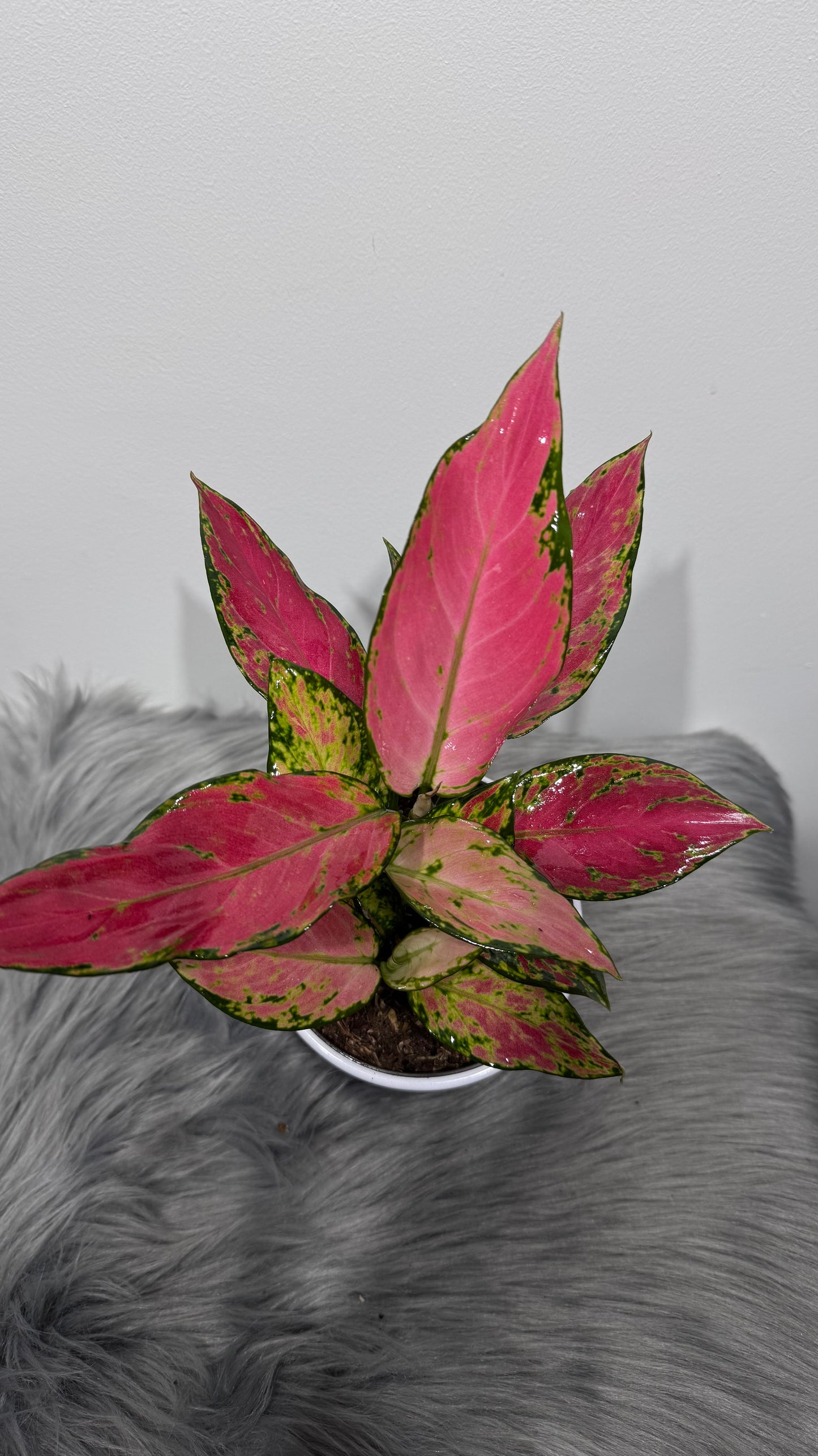 Aglaonema 17