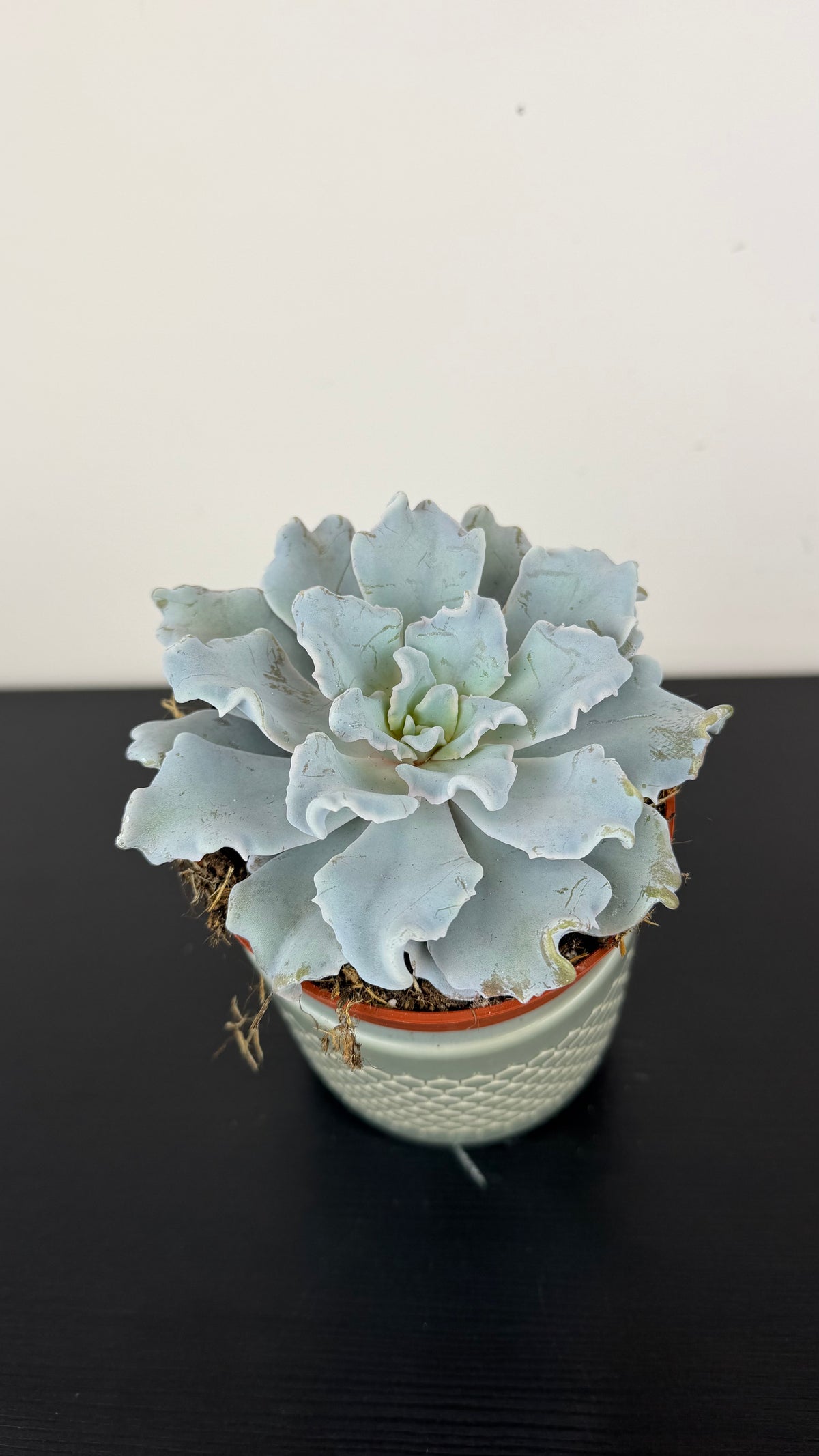 Echeveria Crispy Beauty