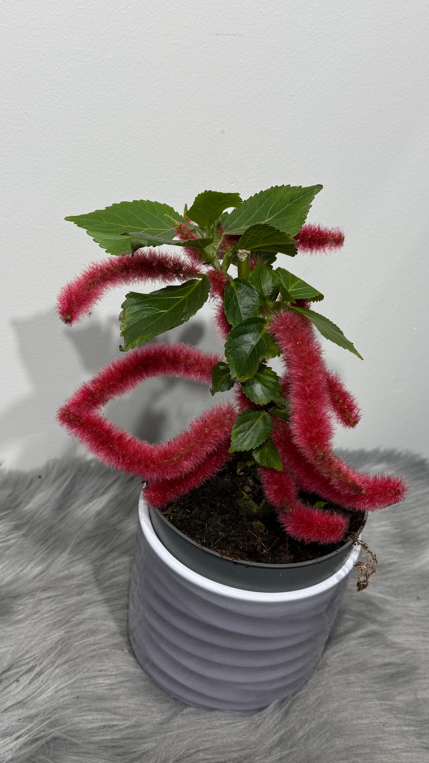 Acalypha Hispida