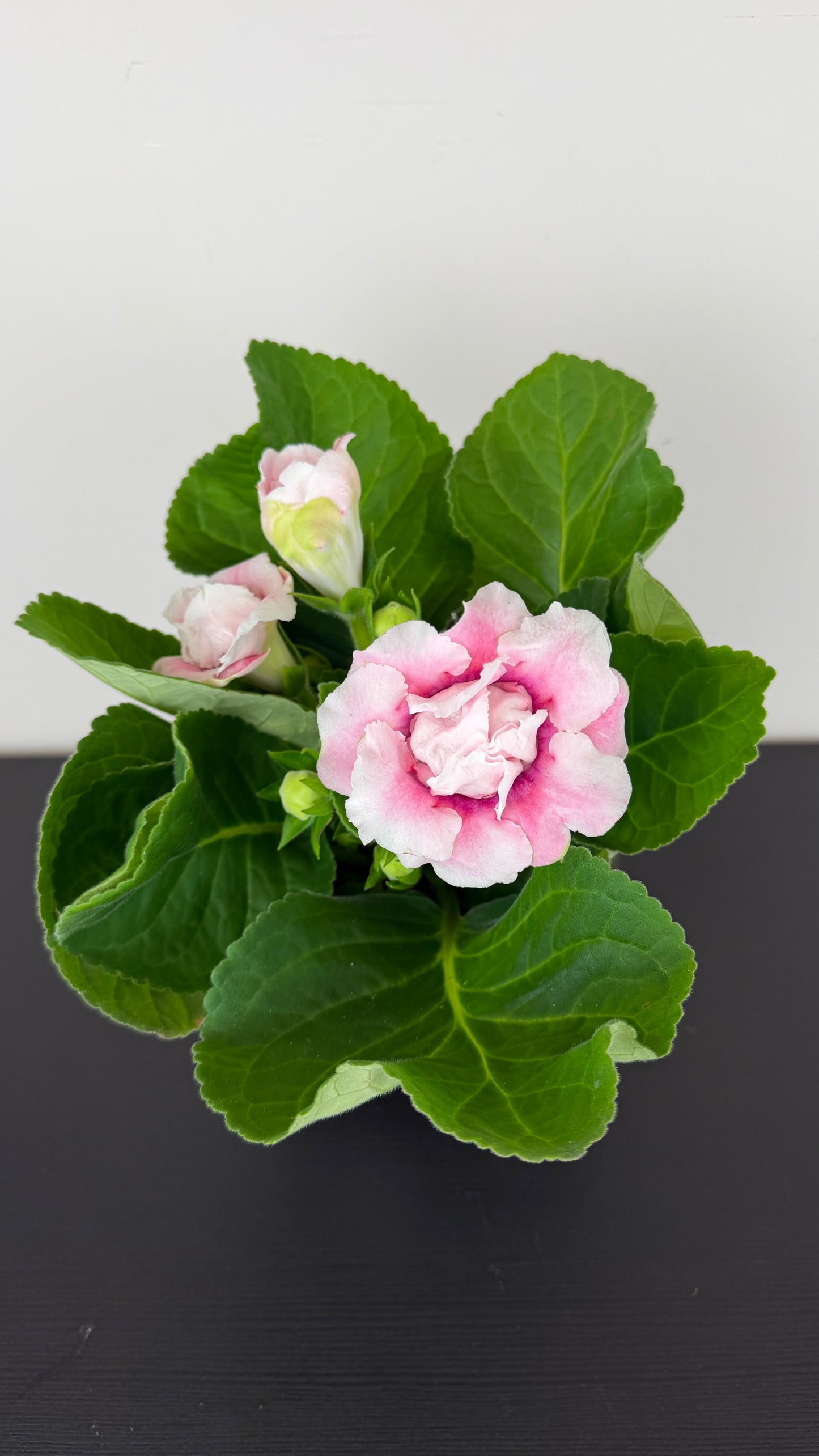 Sinningia Brocade Pink