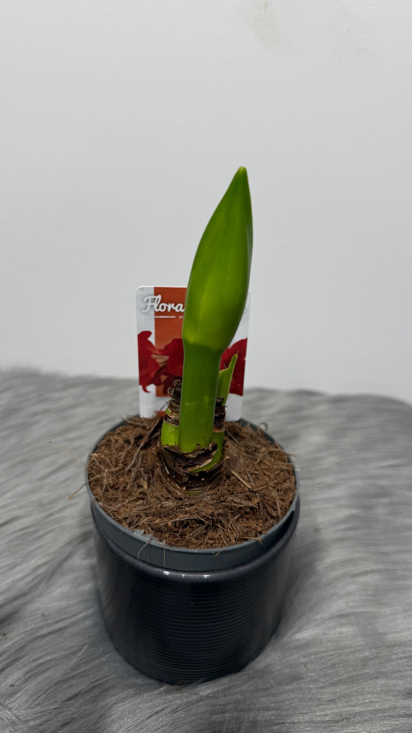 Hippeastrum Top choise