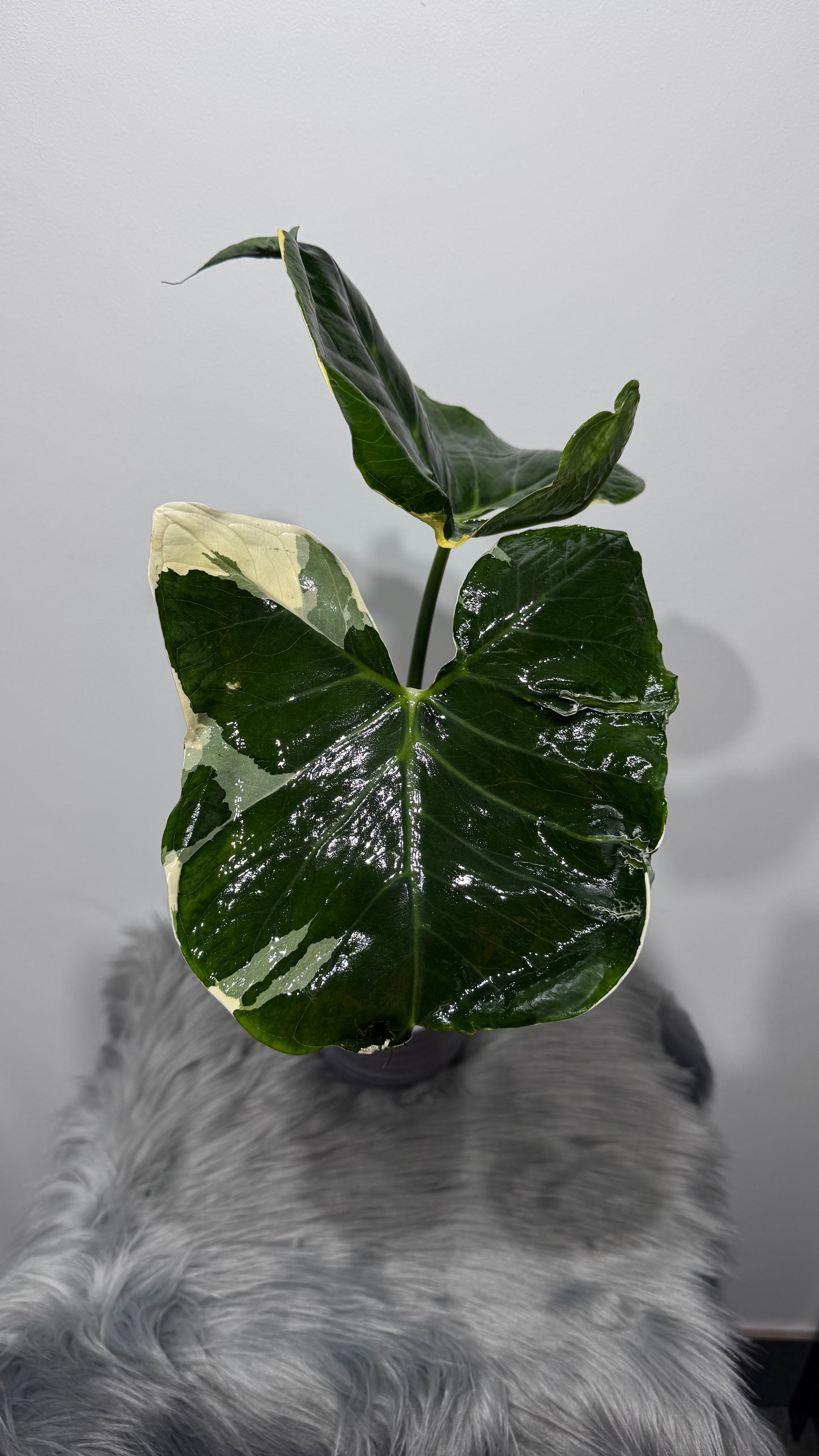 Alocasia Mickey Mouse