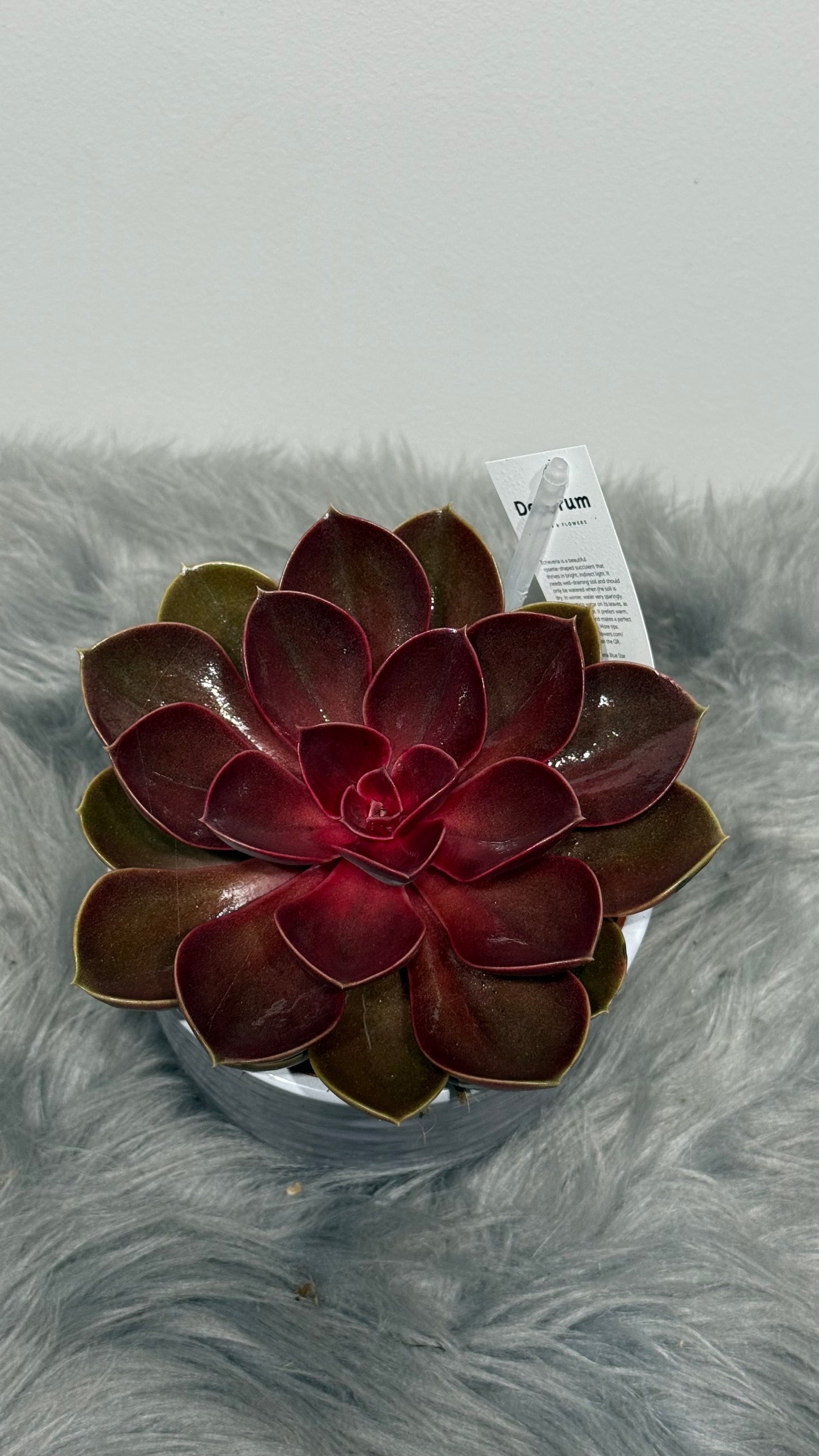 Echeveria 3