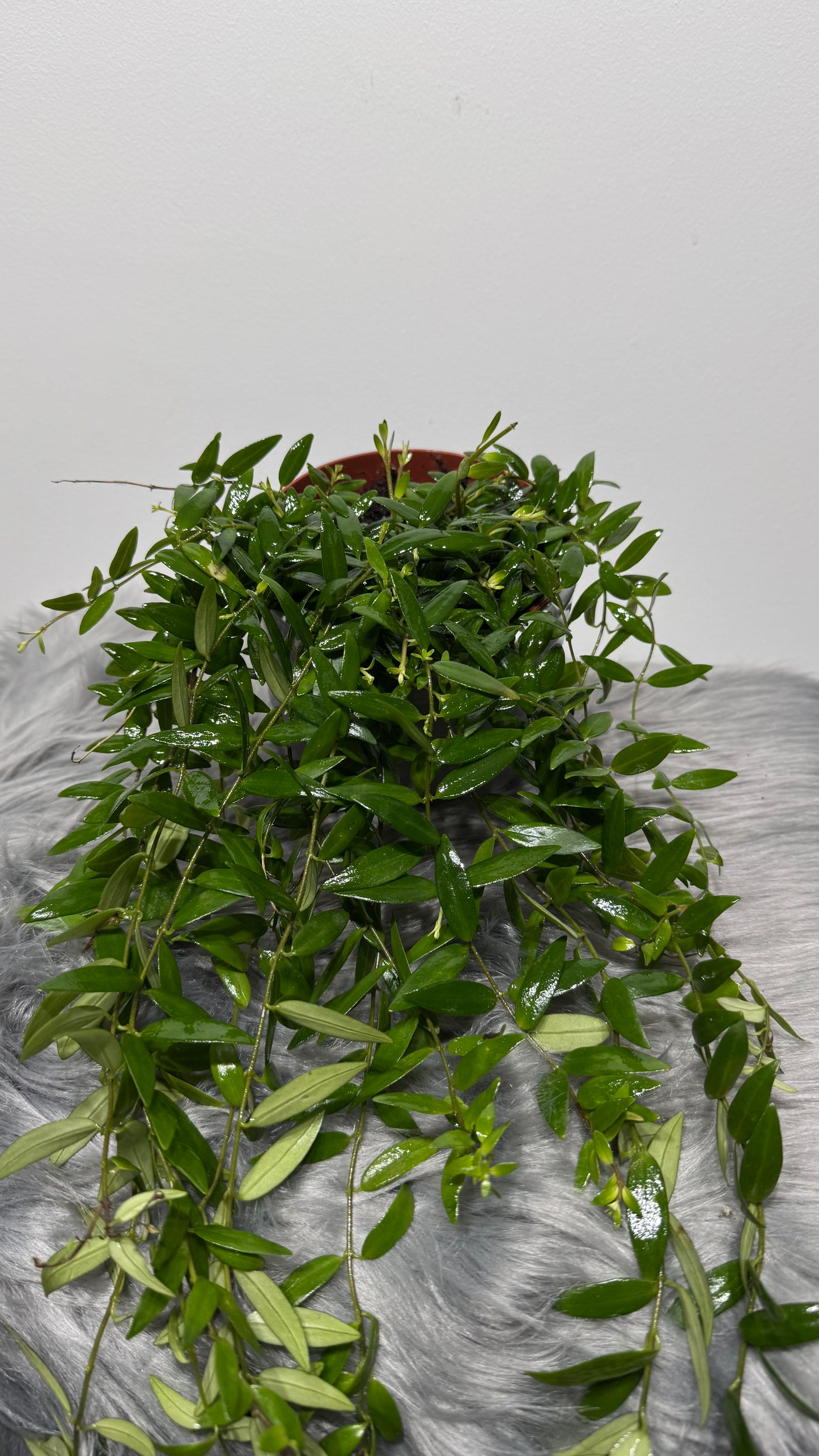 Aeschynanthus Japhrolepis/ Lipstick plant