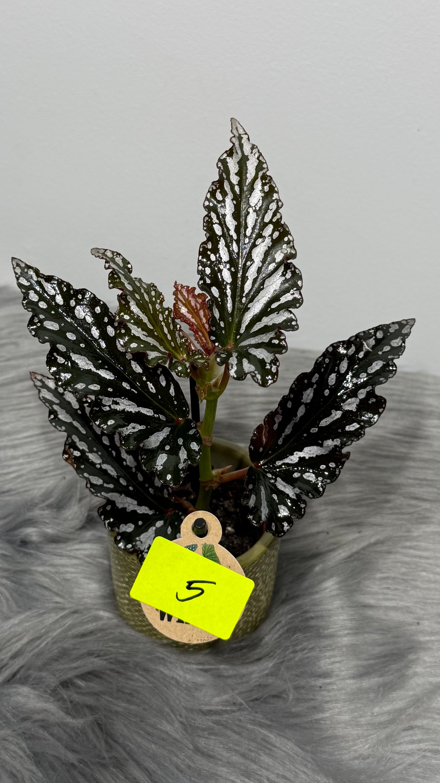 Begonia Angel Wings 5