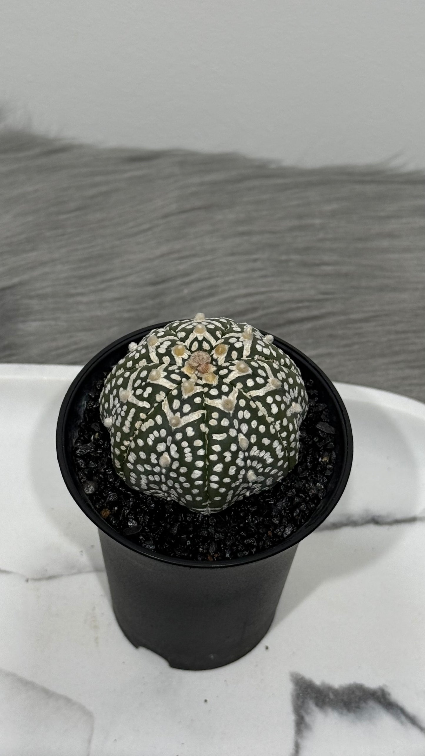 Astrophytum Asterias