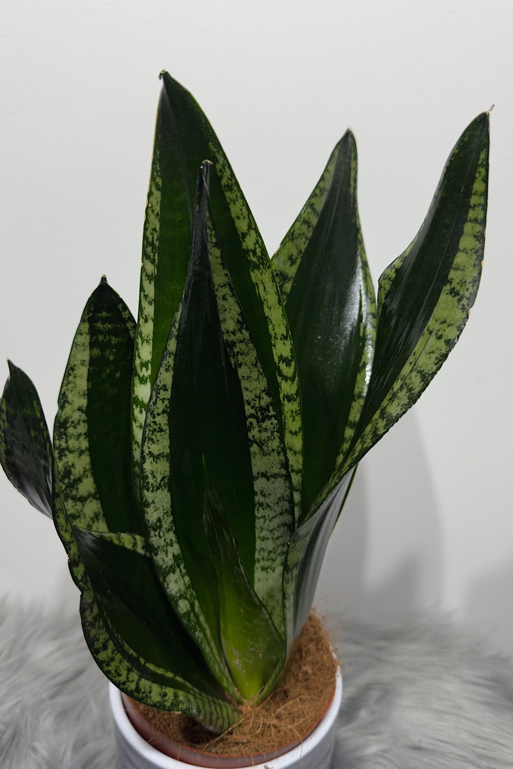 snake plant whitney Sansevieria trifasciata Whitney – www.augi-plants.lv