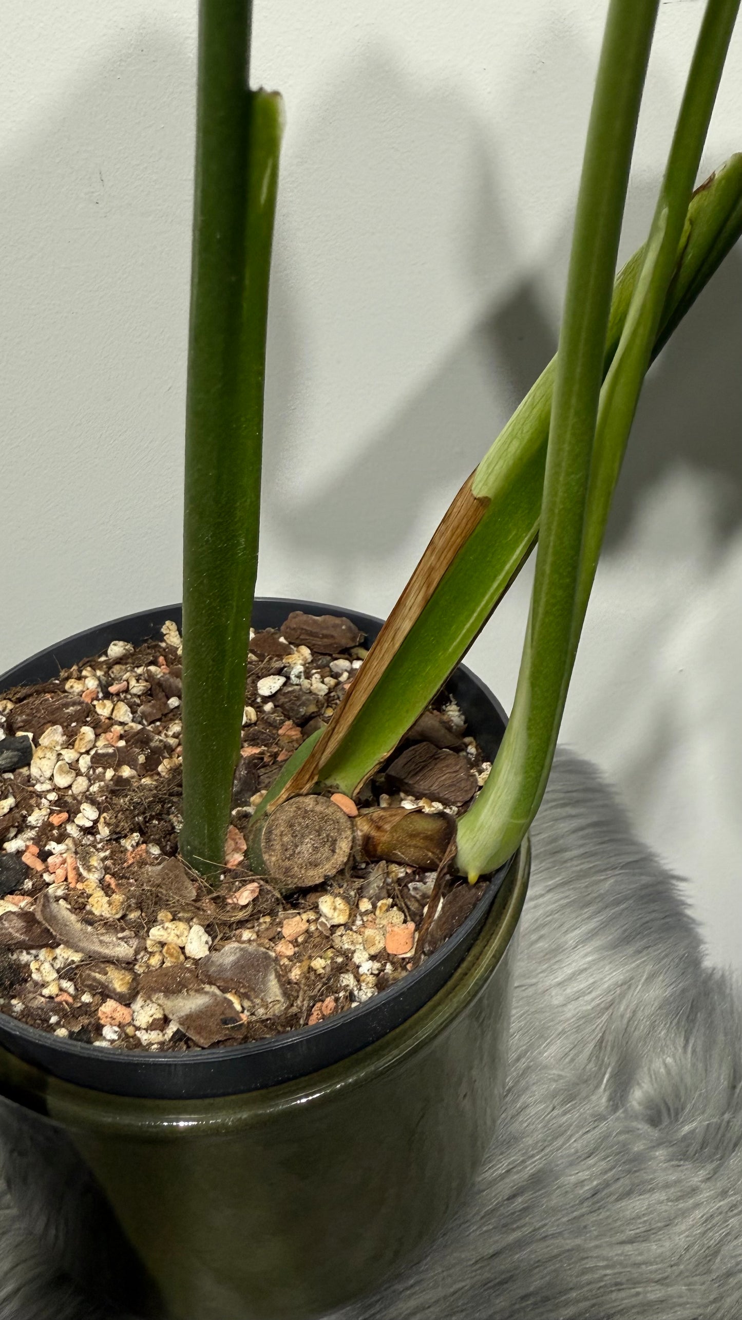 Monstera Thai Constellation 5