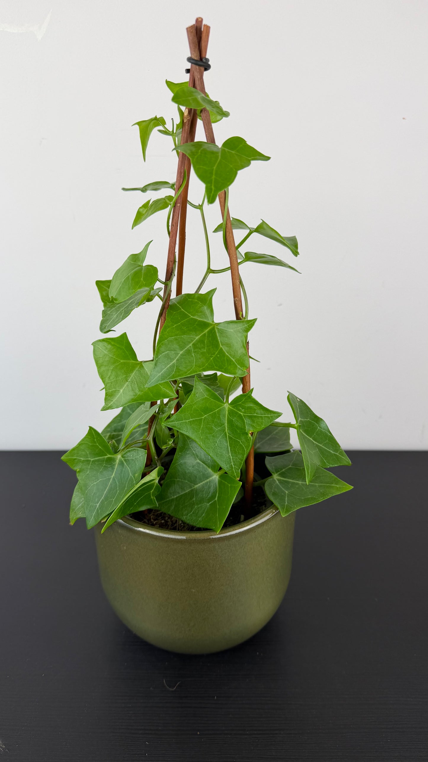 Senecio Macroglossus