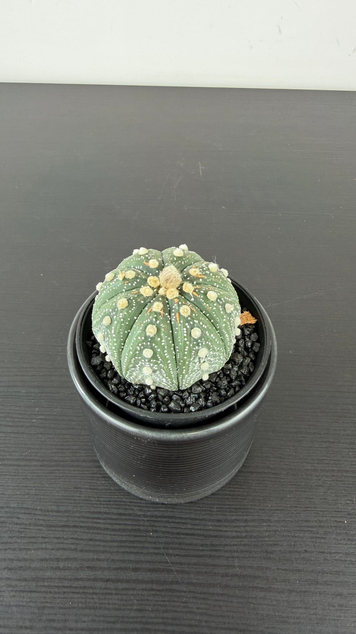 Astrophytum Asterias