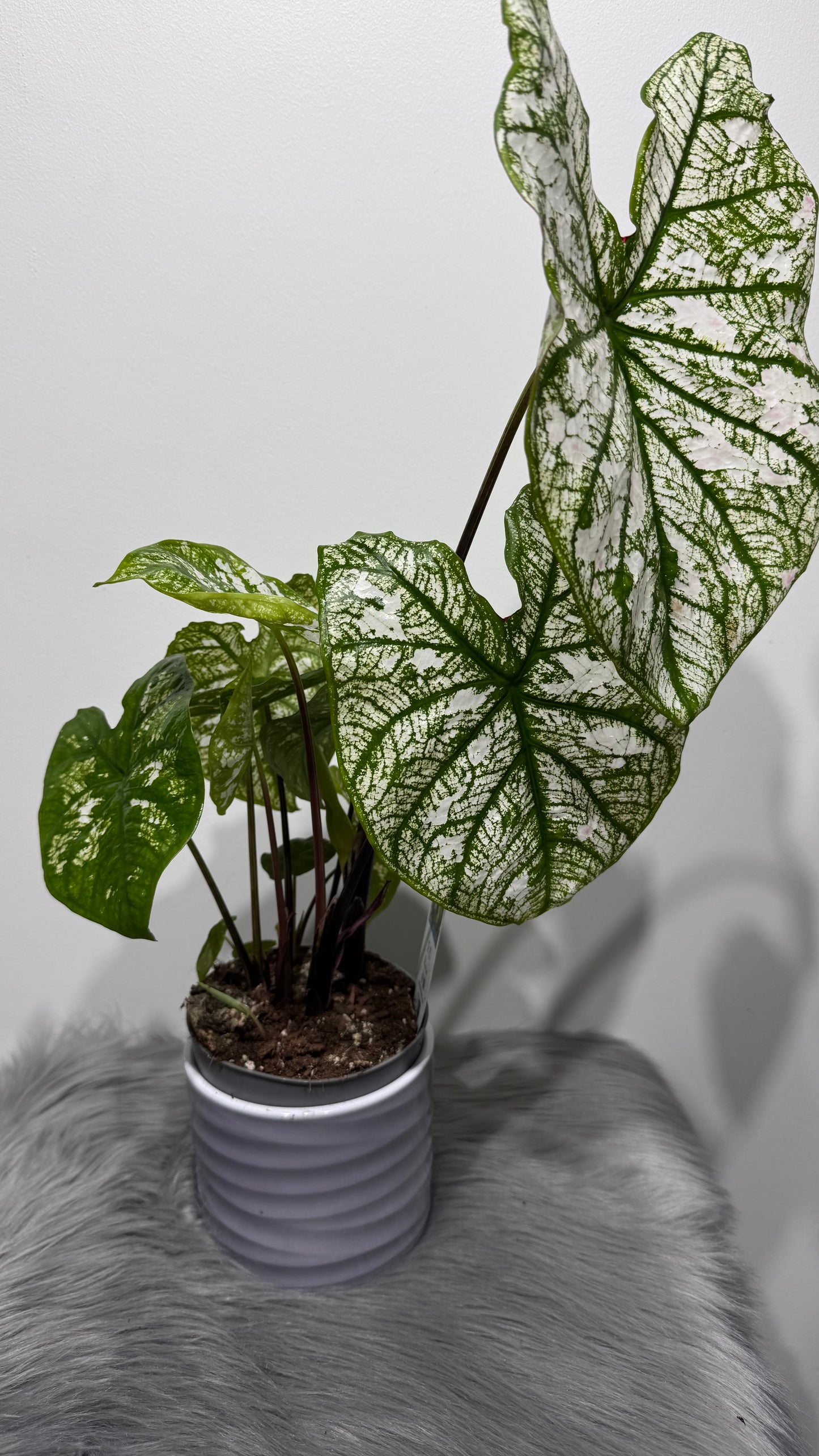 Caladium