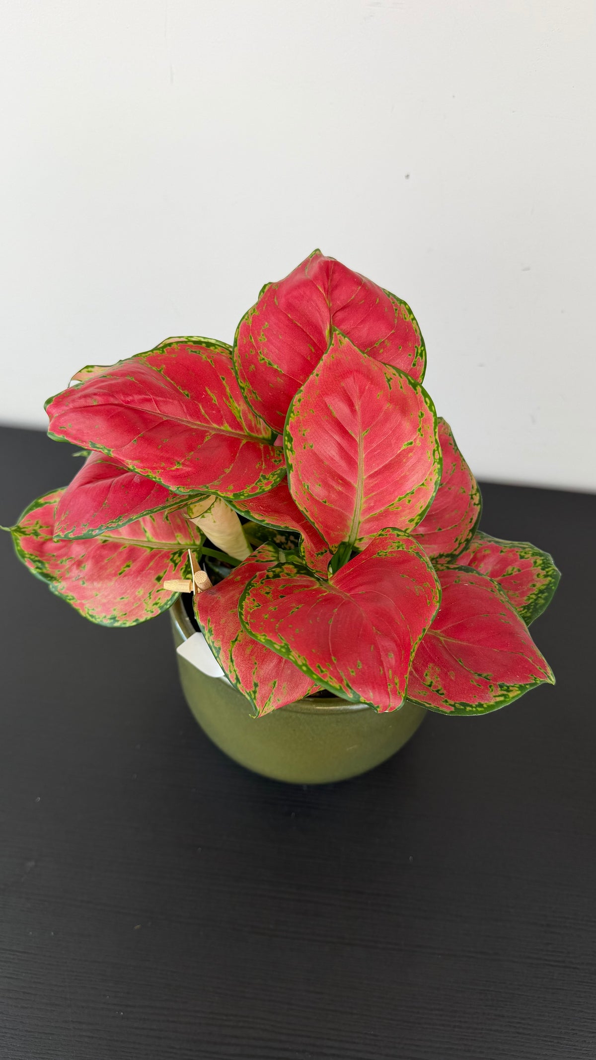 Aglaonema 6
