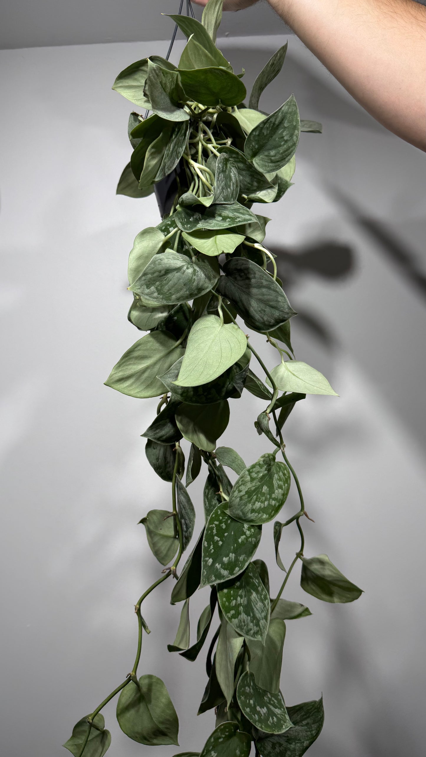 Scindapsus Pictus Silver Ann