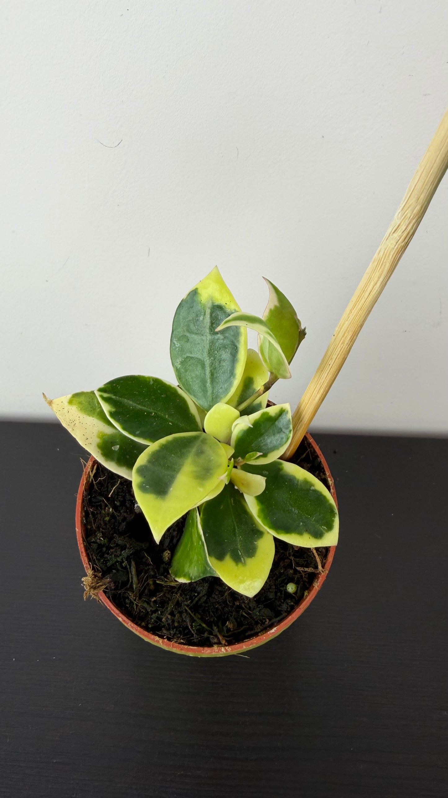 Hoya lacunosa Asami
