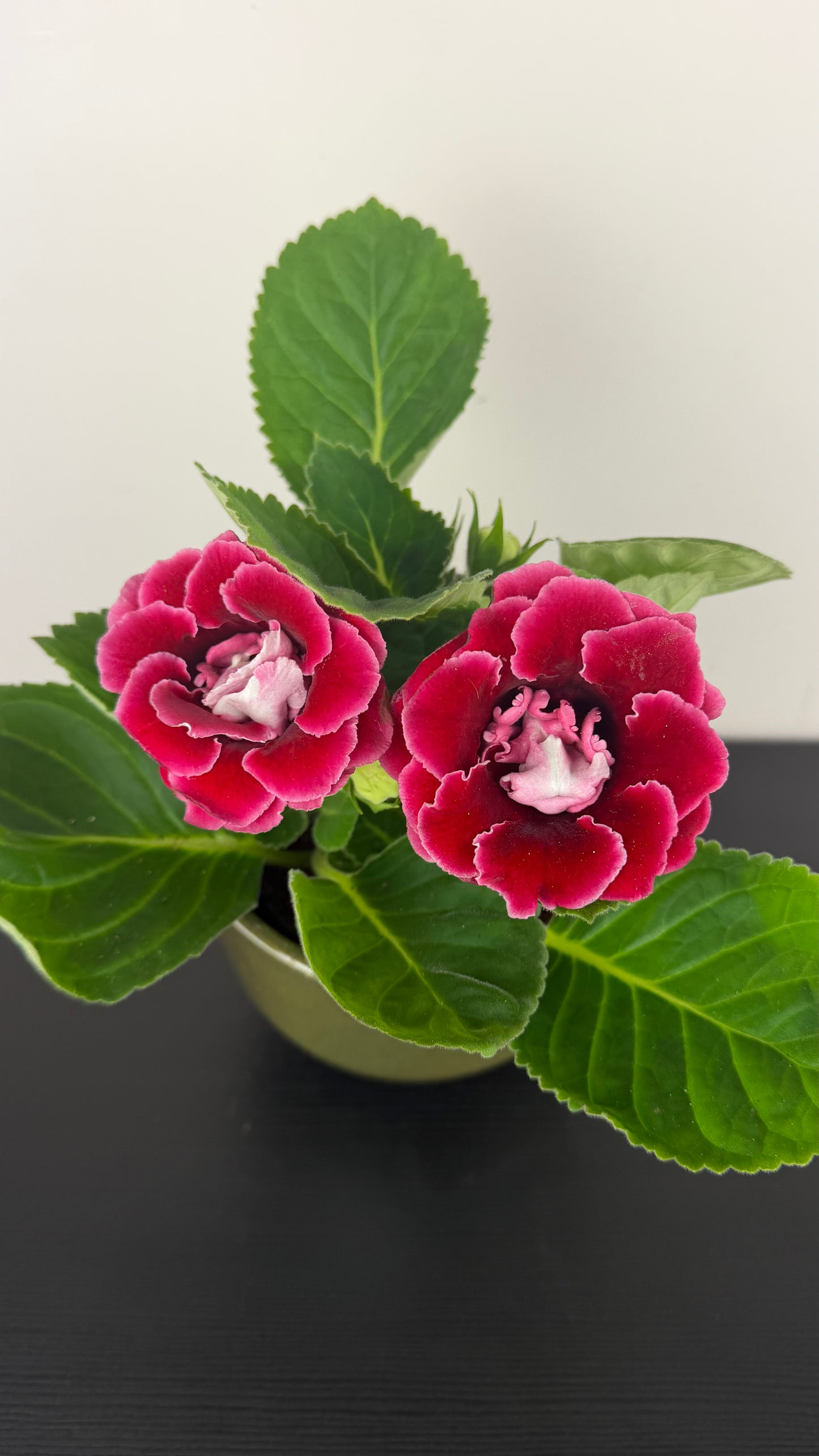 Sinningia Brocade Red