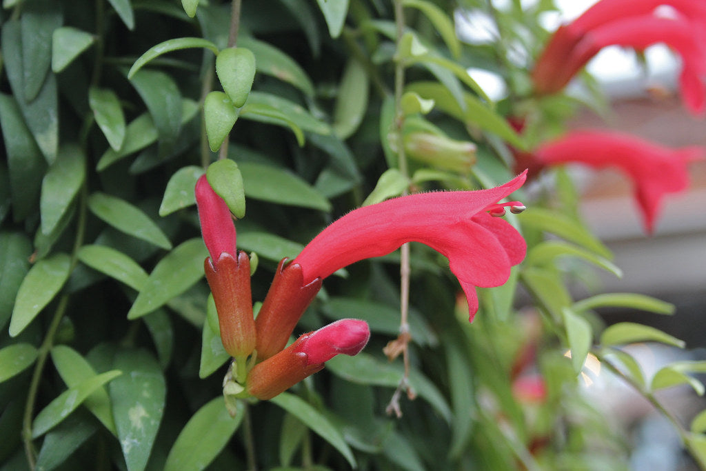 Aeschynanthus Japhrolepis/ Lipstick plant