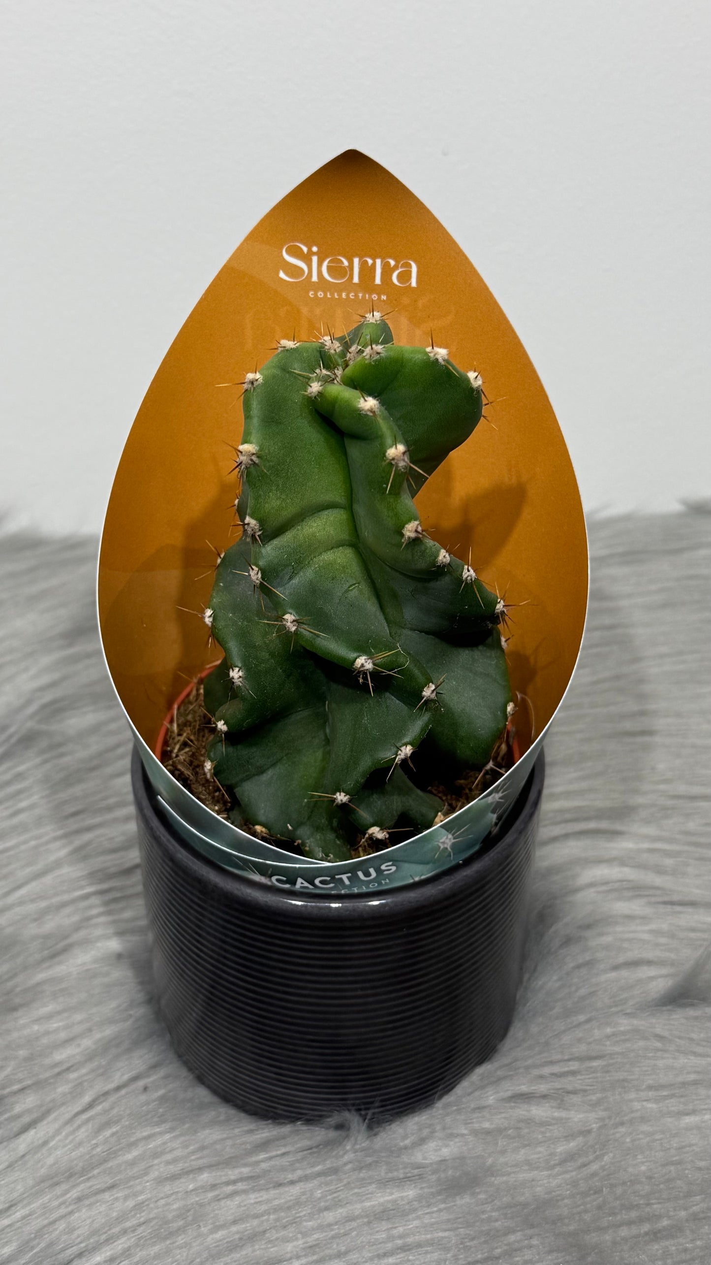 Cereus Peruvianus Tortuosus