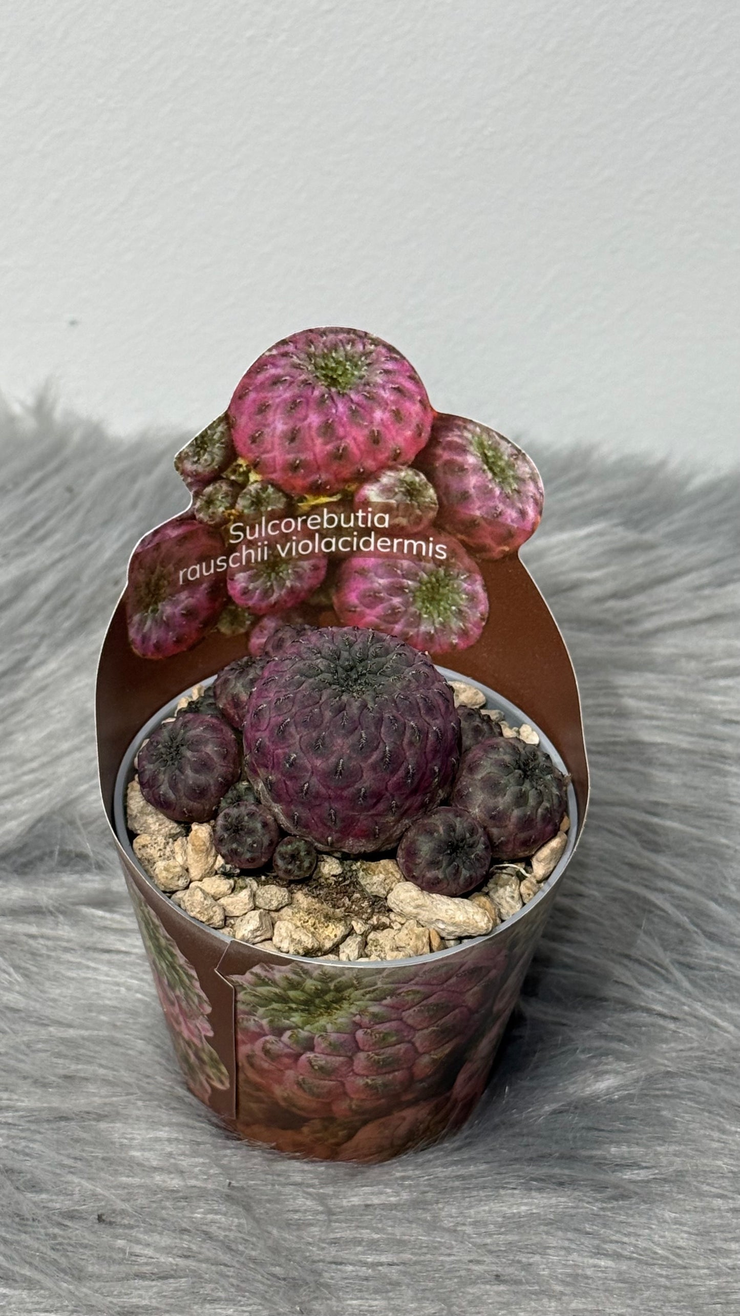 Solcorebutia Rauschii violacidermis