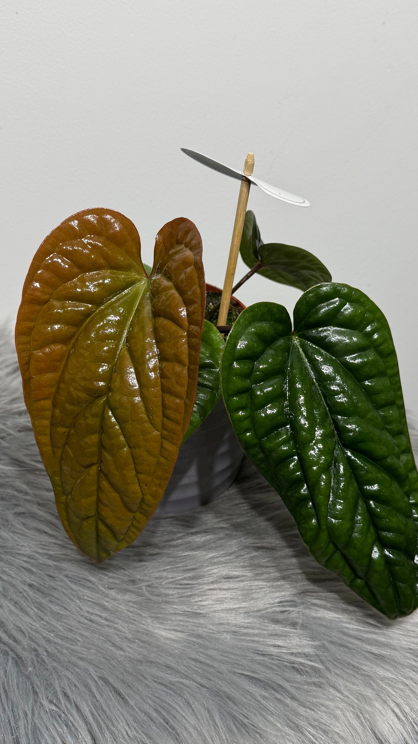 Anthurium Luxurians x Radicans