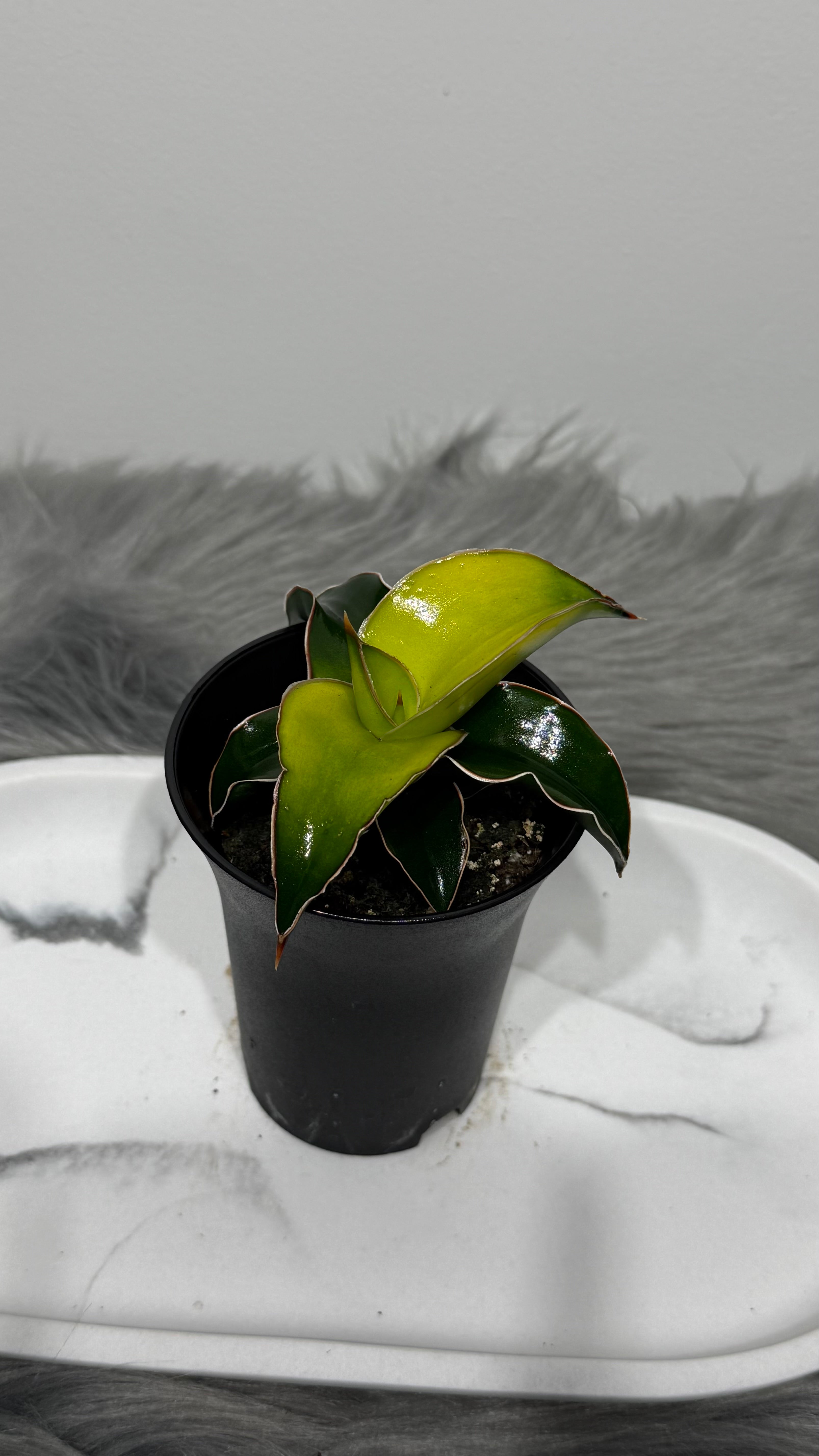 star canary sansevieria Sansevieria Star Canary – www.augi-plants.lv