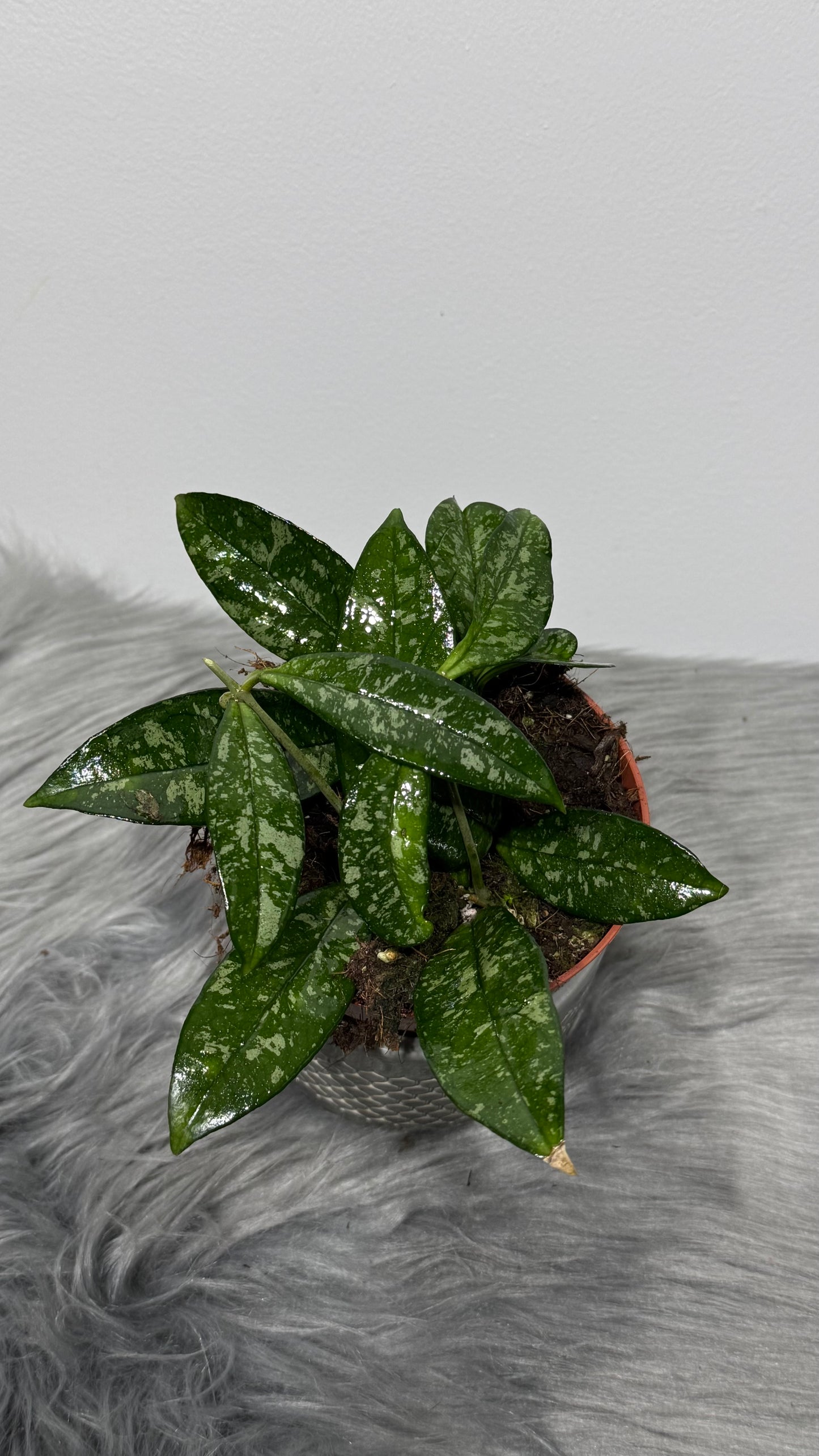 Hoya Crassipetiolata Splash