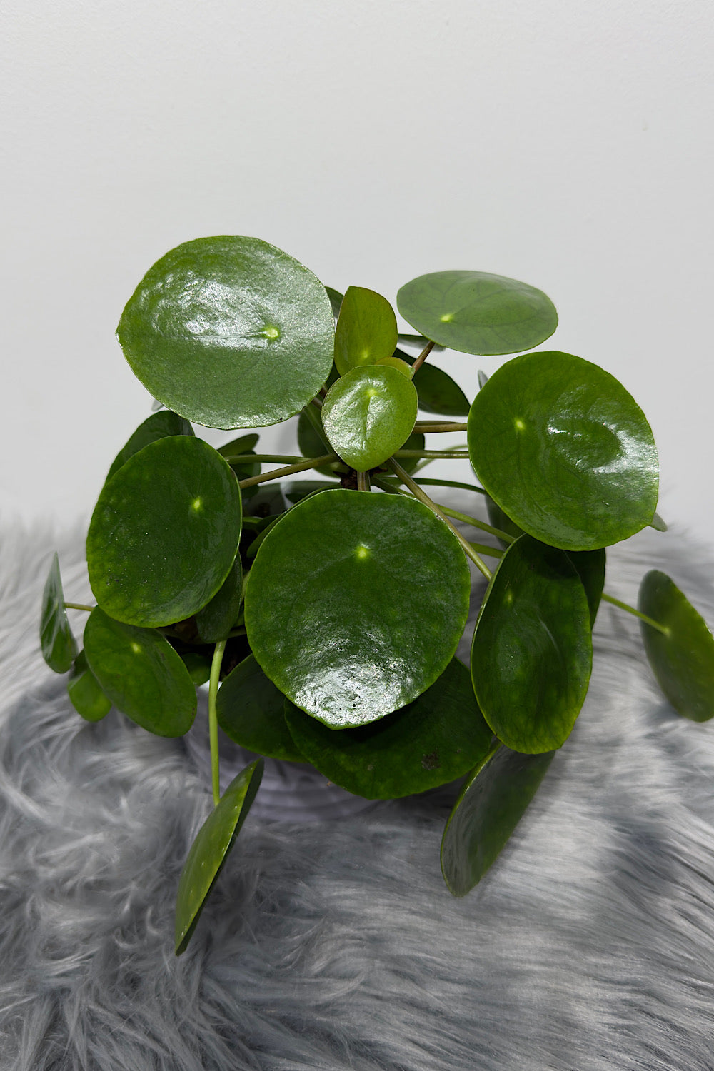 Pilea Peperomoides - www.augi-plants.lv