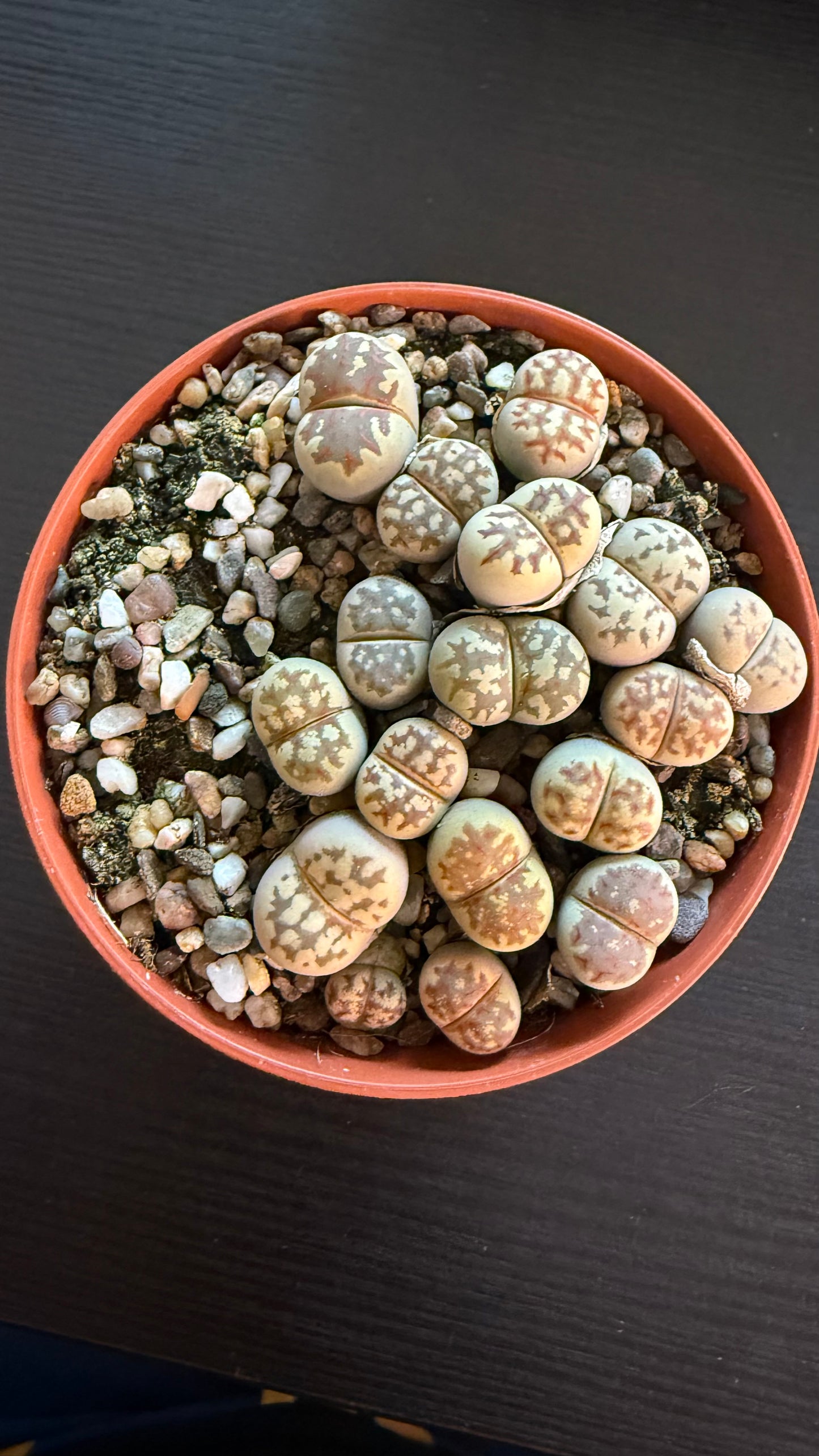 Lithops 5