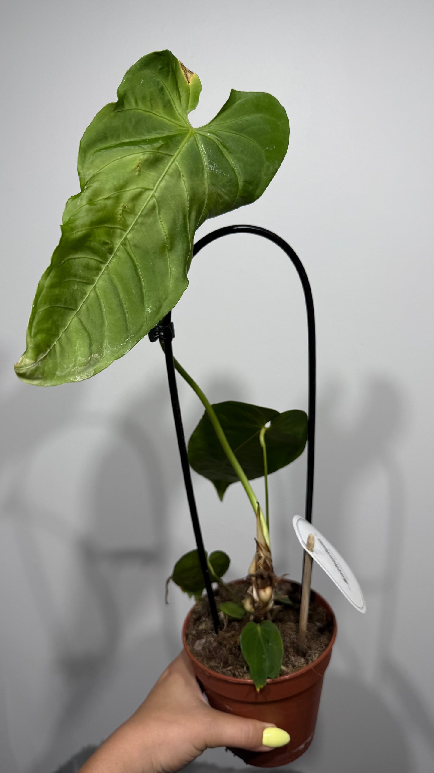 Anthurium Queremalense