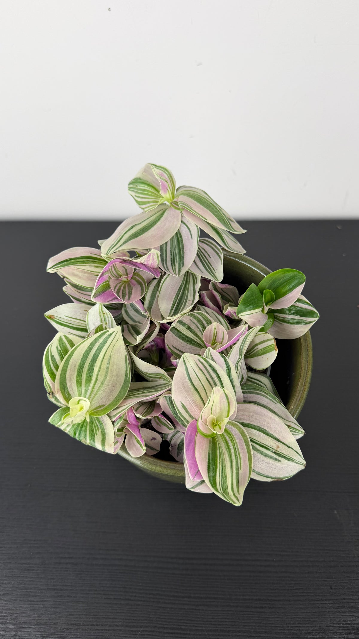 Tradescantia Nanouk