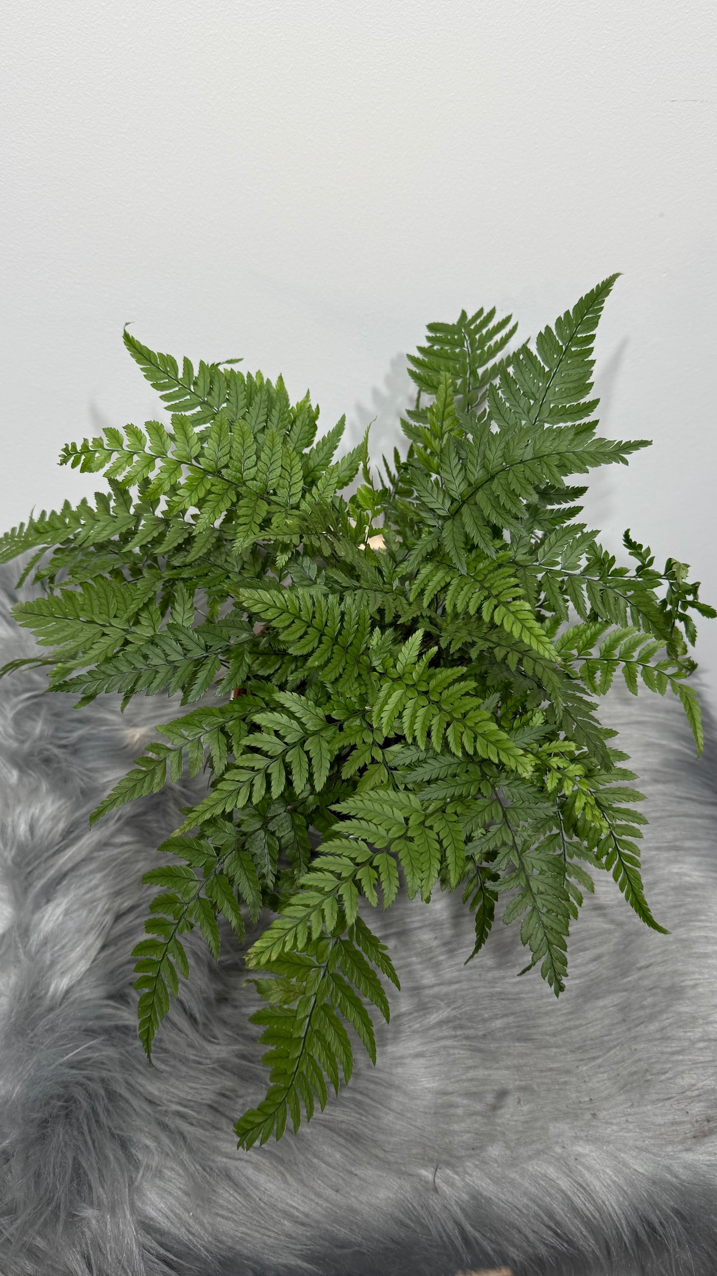 Fern 3