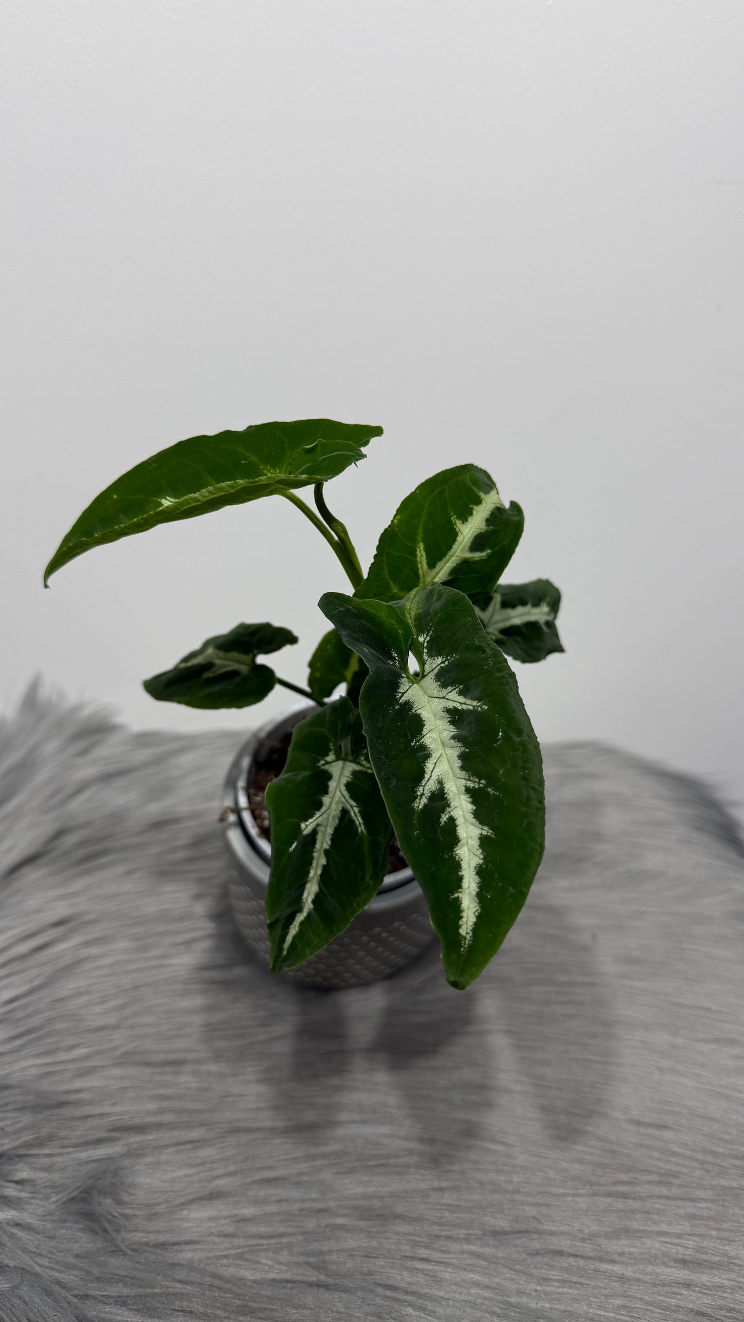 Syngonium Wendlandii