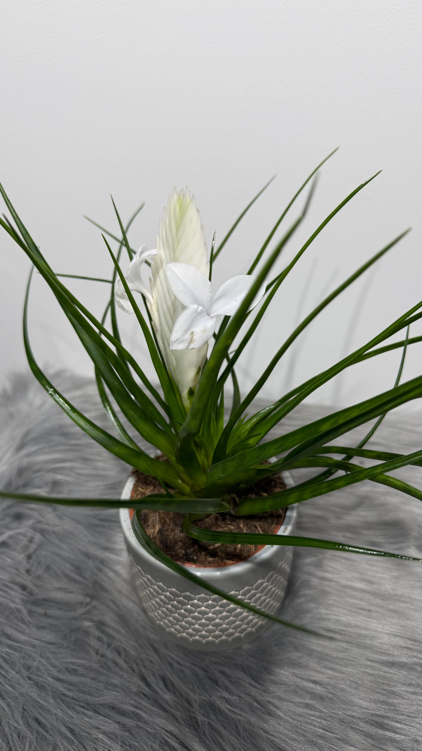 Tillandsia Biancini