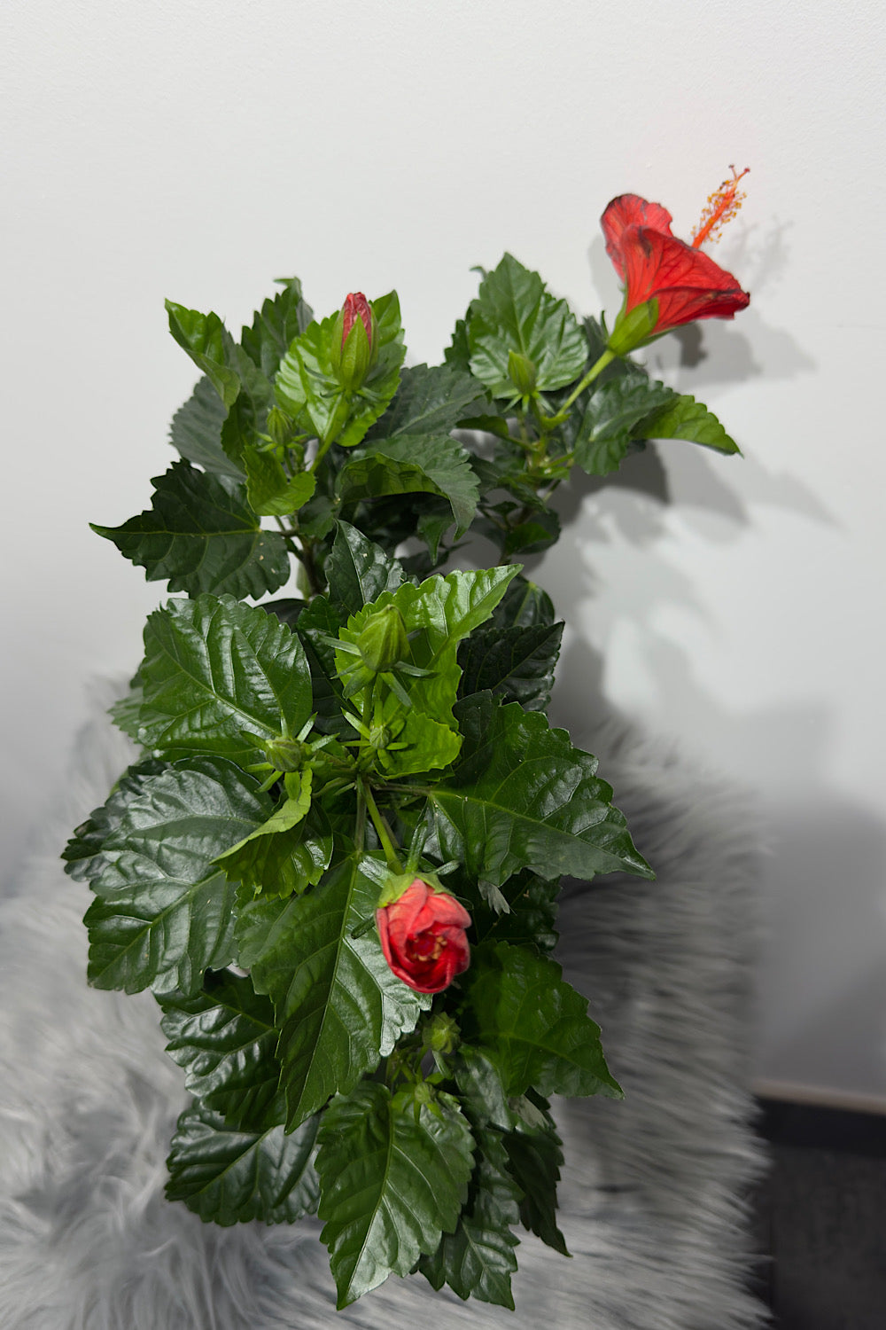 Hibiscus sarkans - www.augi-plants.lv