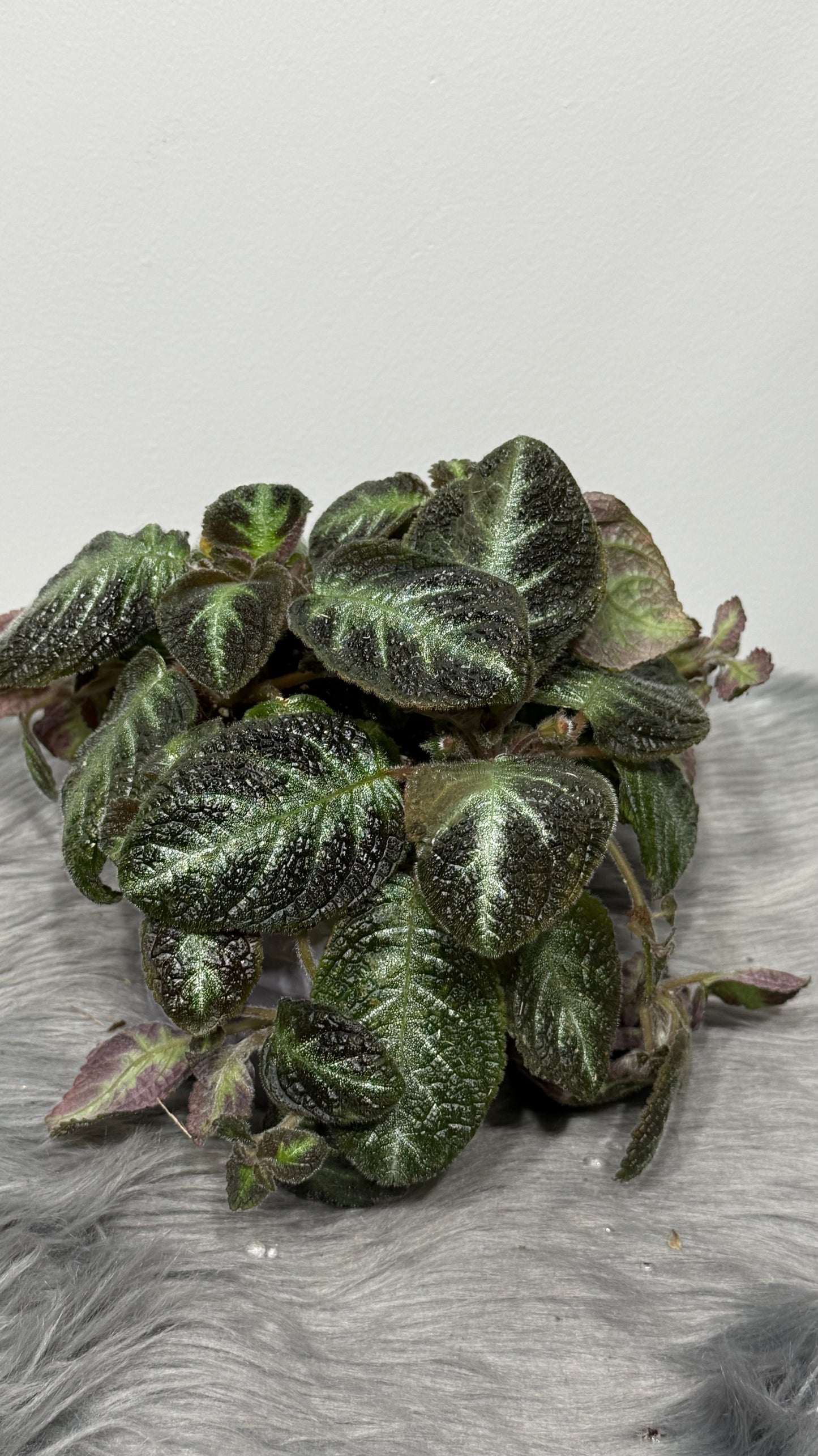 Episcia 2