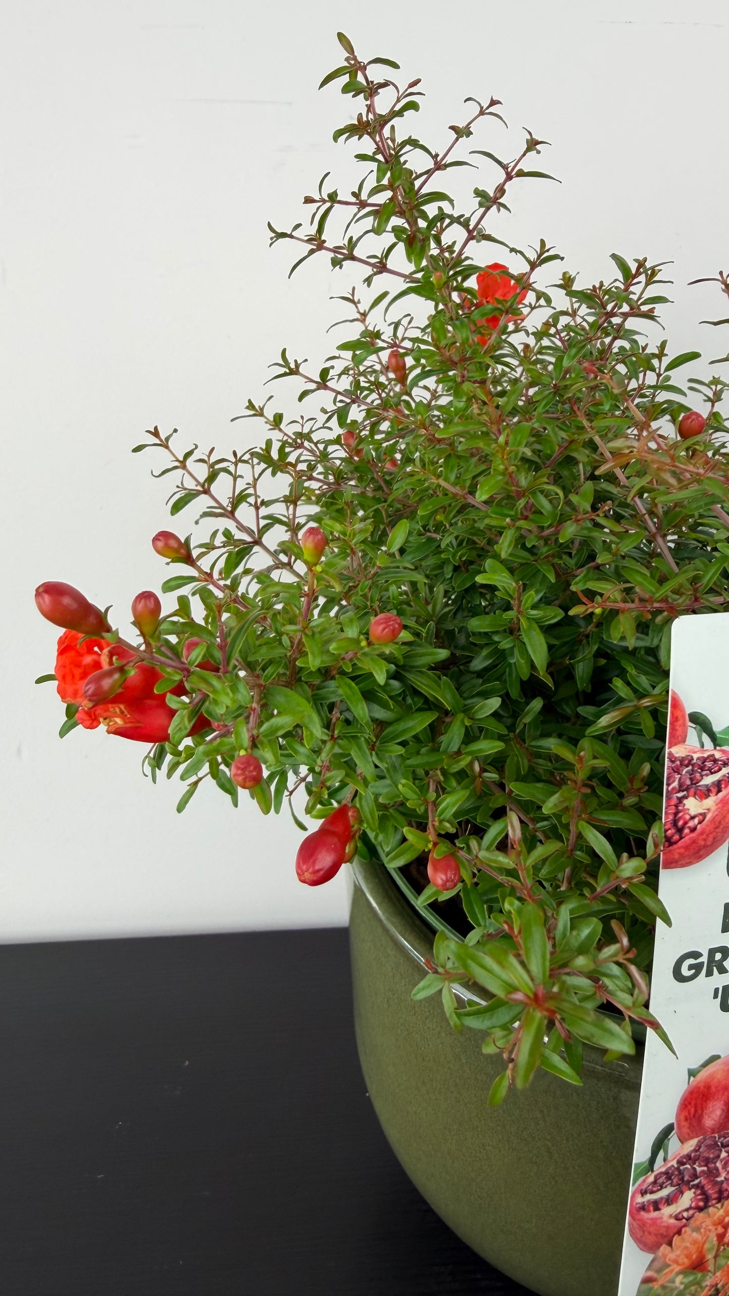 Punica Granatum