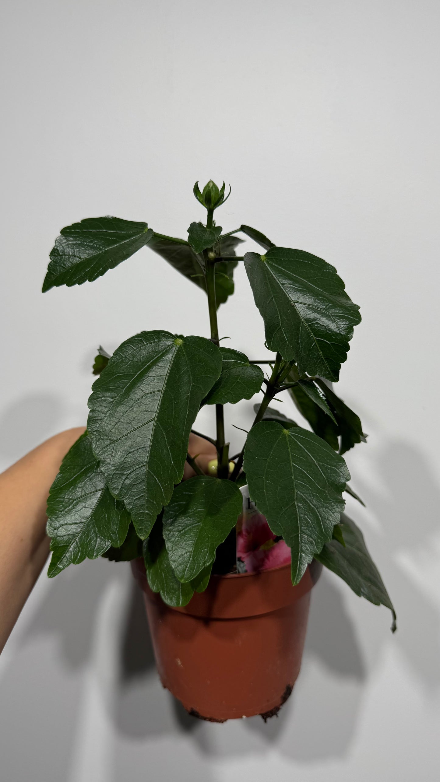 Hibiscus rose double