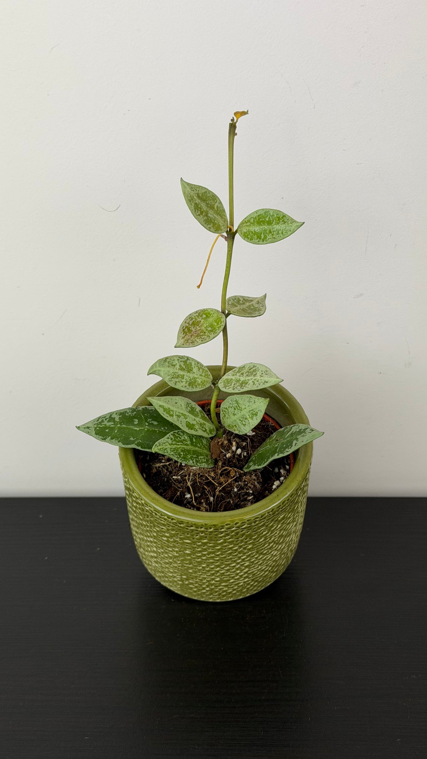 Hoya lacunosa Snow Leopard