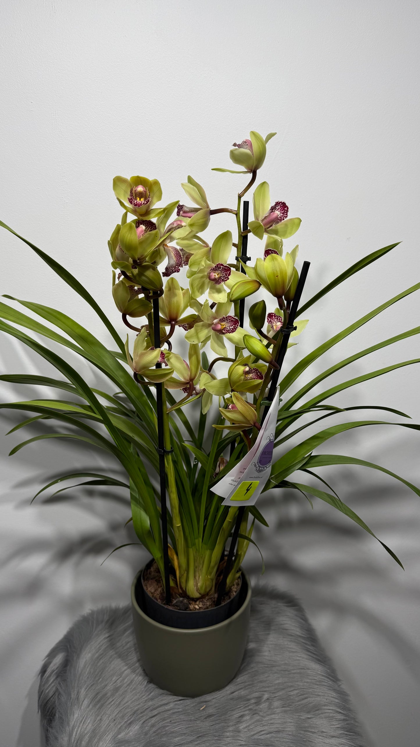Cymbidium 4