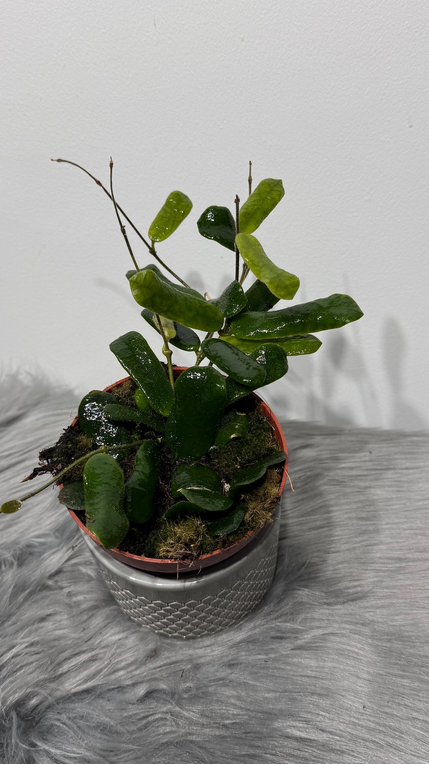 Hoya Rotundiflora