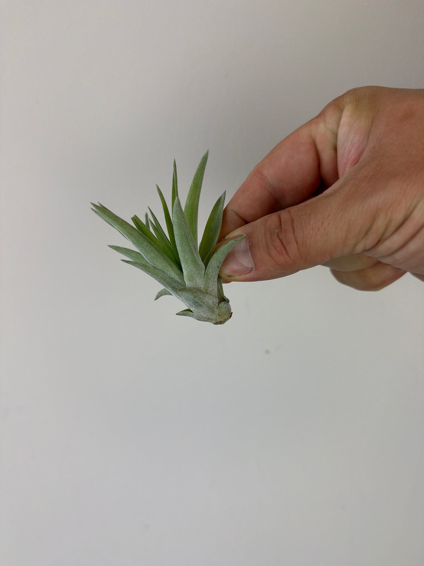 Tillandsia Air plant 16