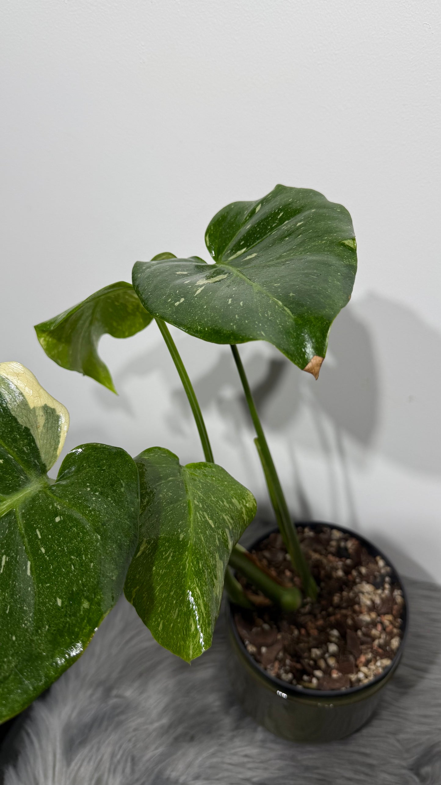 Monstera Thai Constellation 5