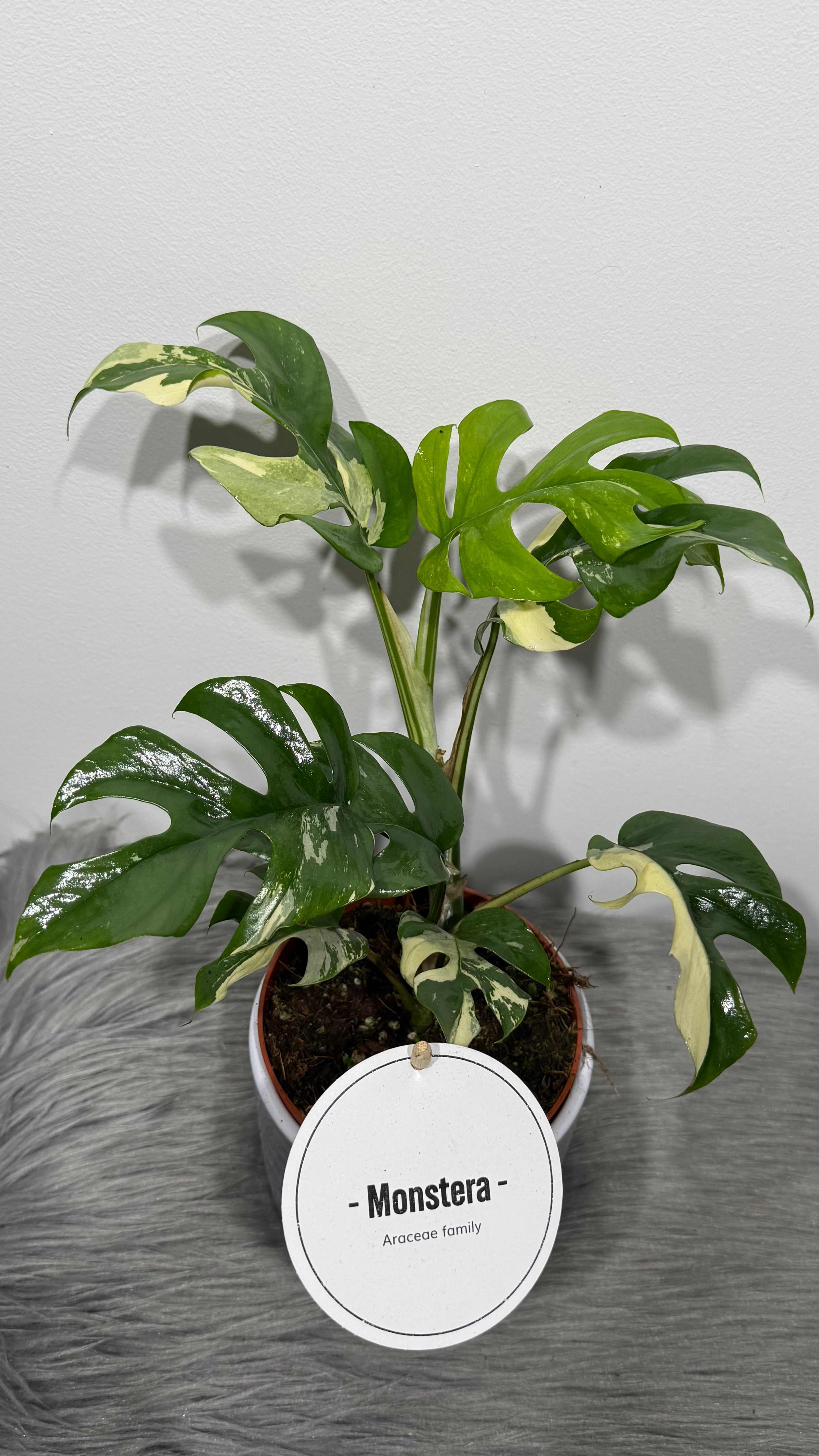 Monstera Minima Variegata – www.augi-plants.lv